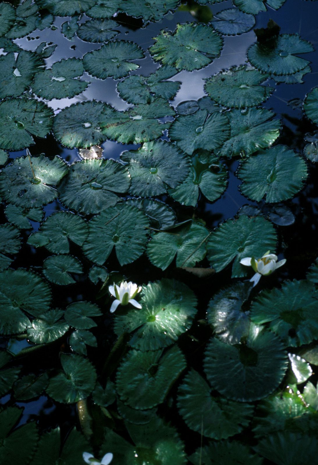 SF-No.321 Mika Ito 伊東美華-图29