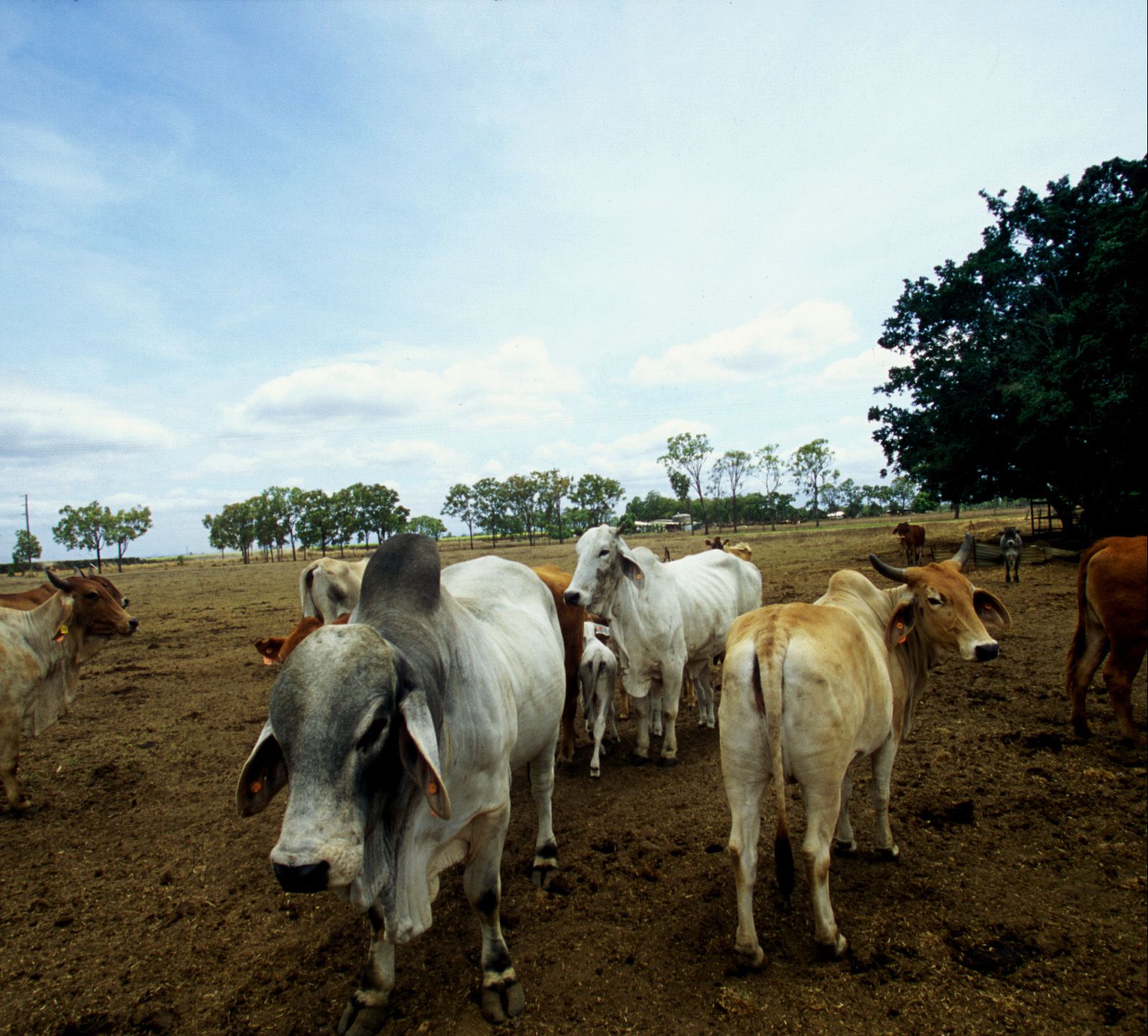 SF-No.339 Mayuko Iwasa 岩佐真悠子-图60