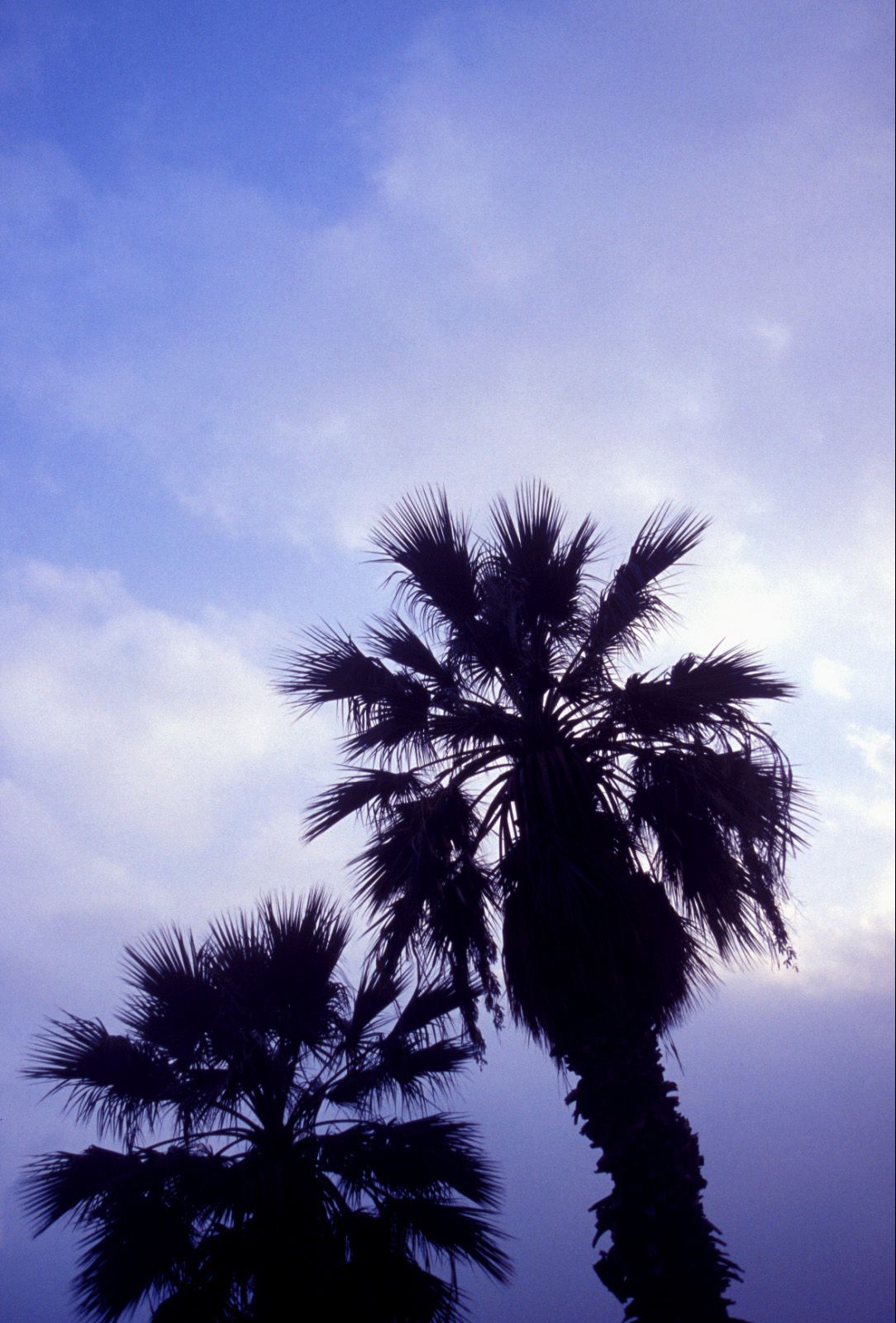 SF-No.345 星野亚纪/ほしのあき Aki Hoshino-图23