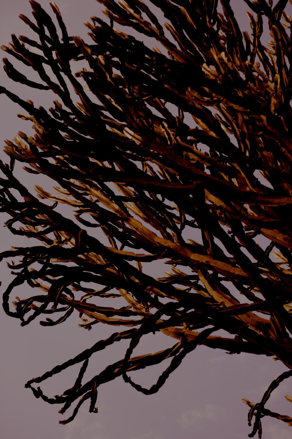 SF-No.349 Natsuki Harada 原田夏希-图107