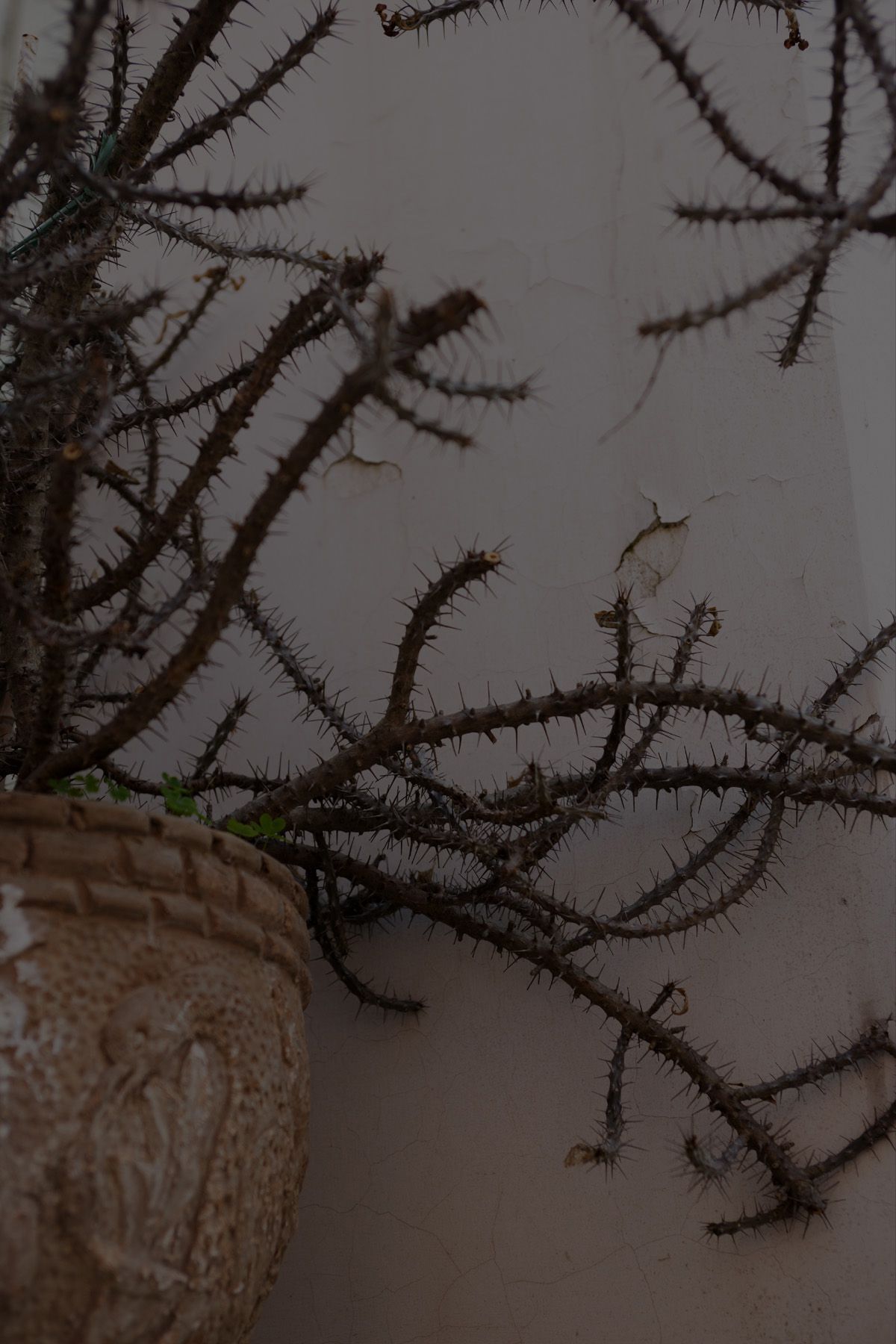 SF-No.349 Natsuki Harada 原田夏希-图109