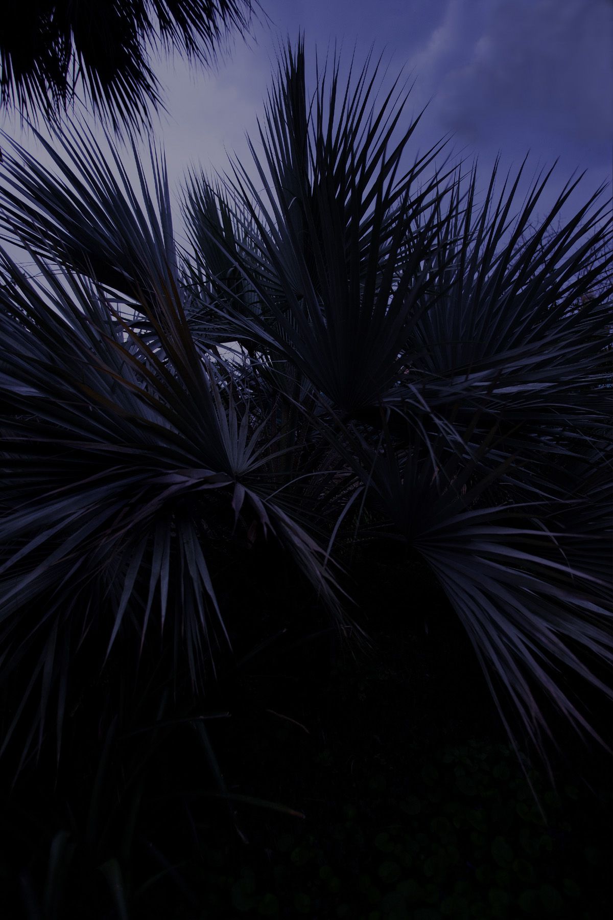 SF-No.350 原田夏希 Natsuki Harada-图104