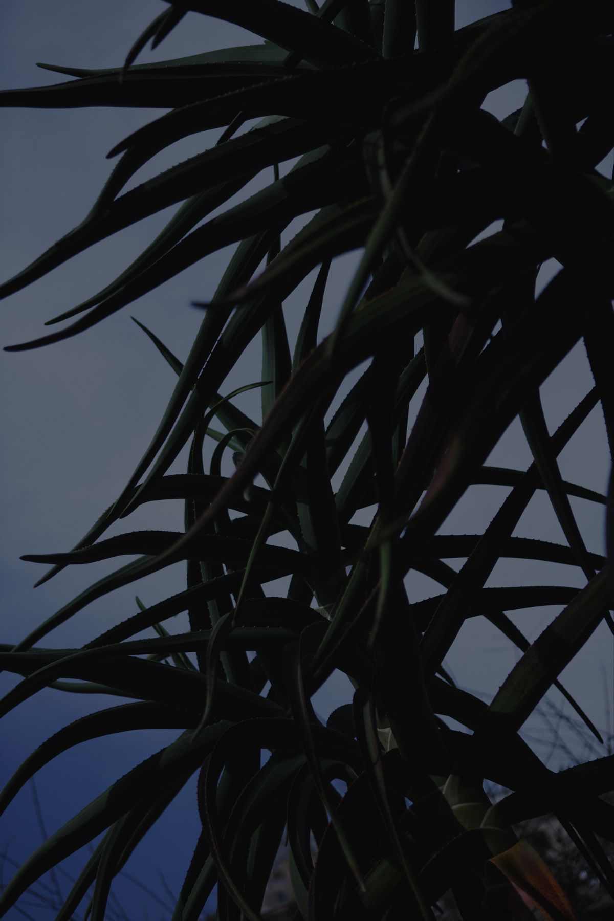 SF-No.350 原田夏希 Natsuki Harada-图37