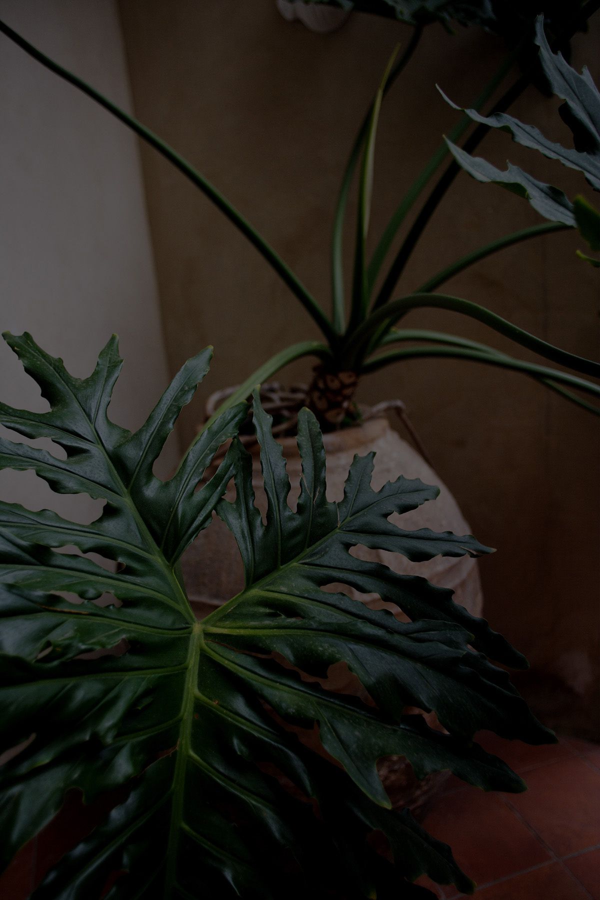 SF-No.350 原田夏希 Natsuki Harada-图75