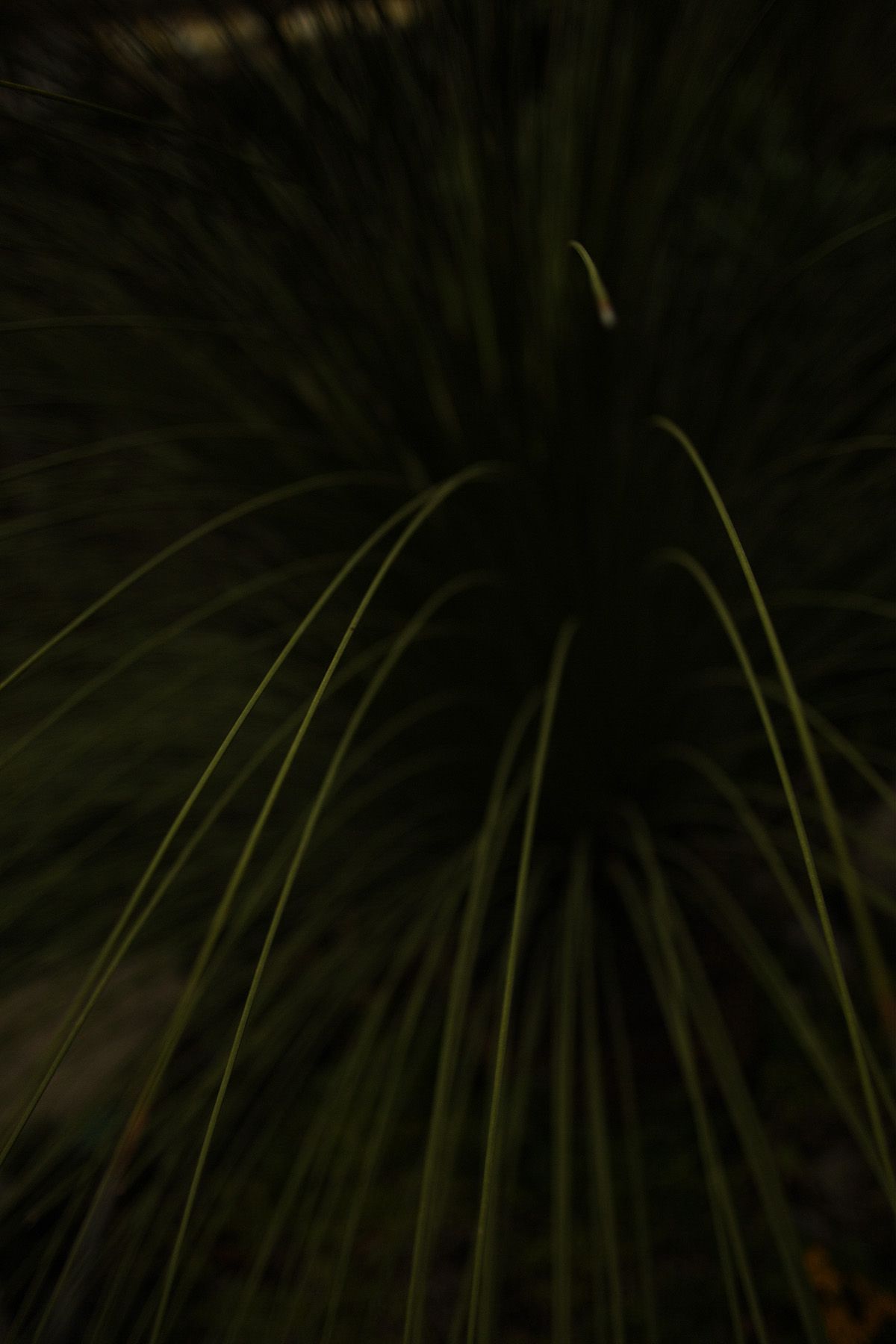 SF-No.350 原田夏希 Natsuki Harada-图7