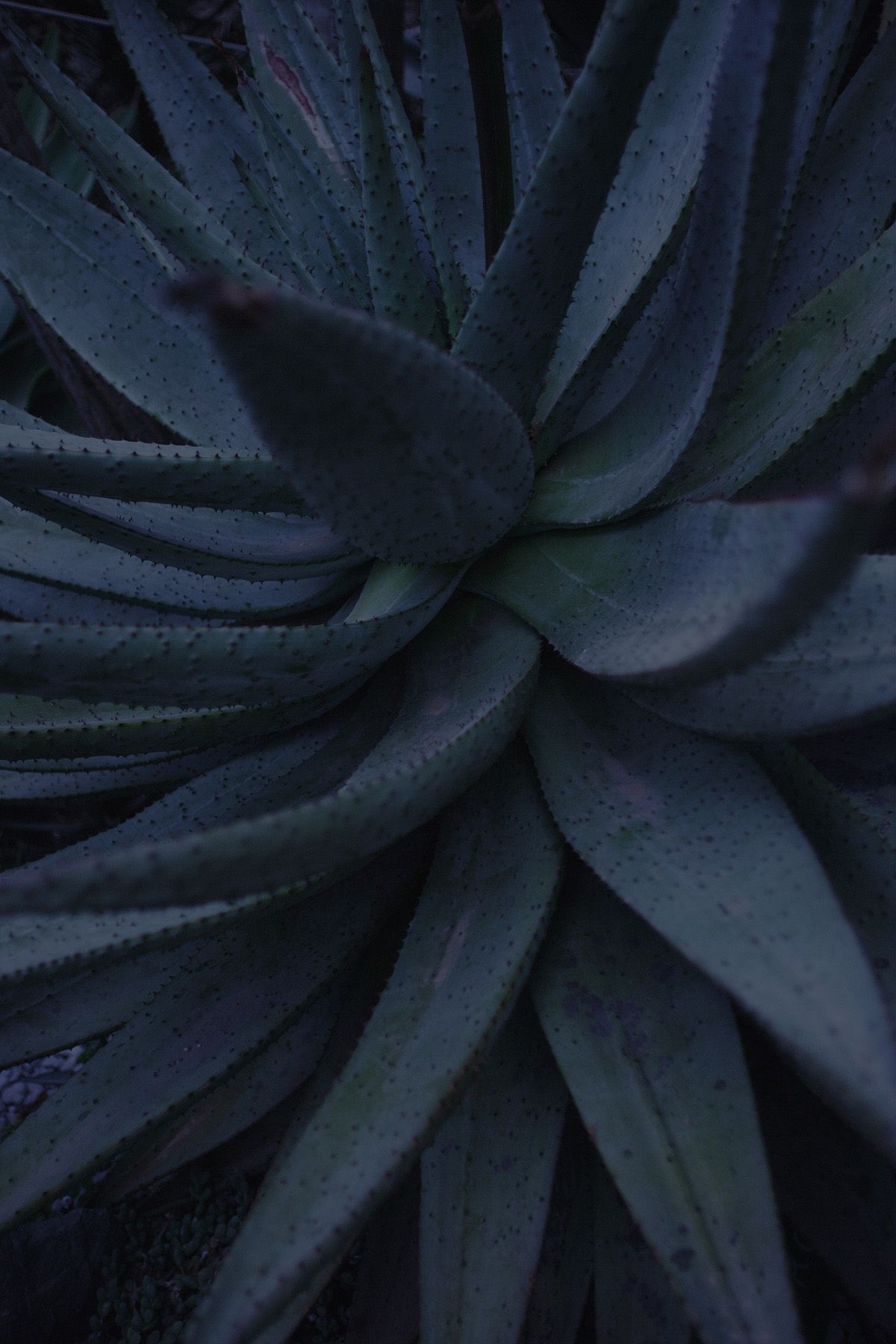 SF-No.350 原田夏希 Natsuki Harada-图83