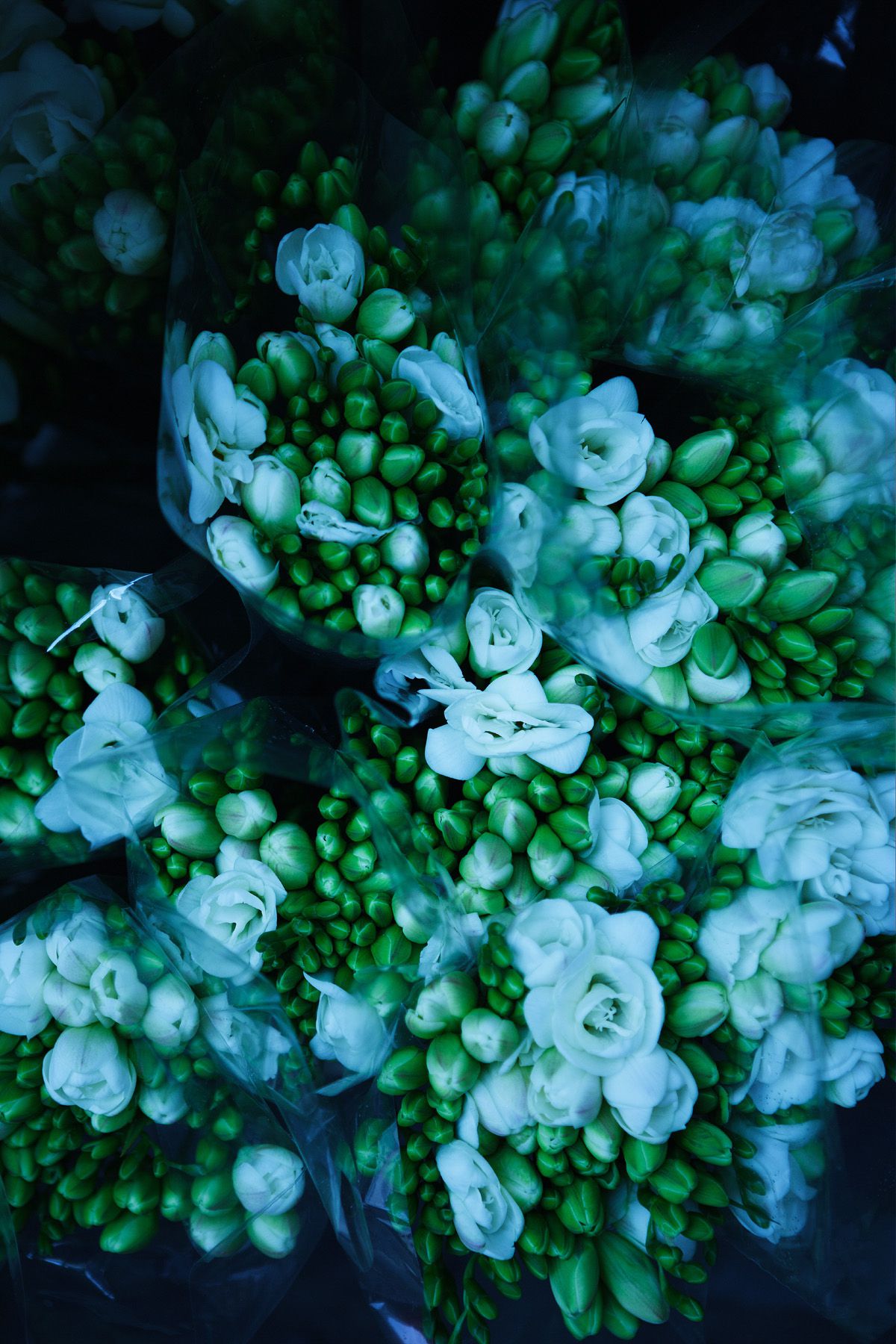 SF-No.350 原田夏希 Natsuki Harada-图91