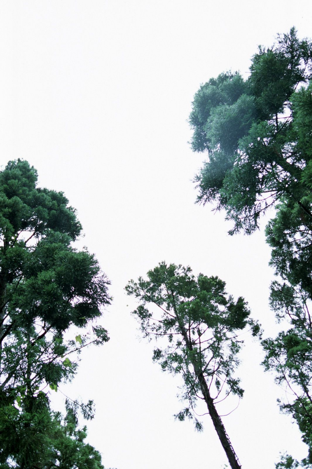 SF-No.360 Ayumi Kinoshita 木下あゆ美/木下亚由美-图39