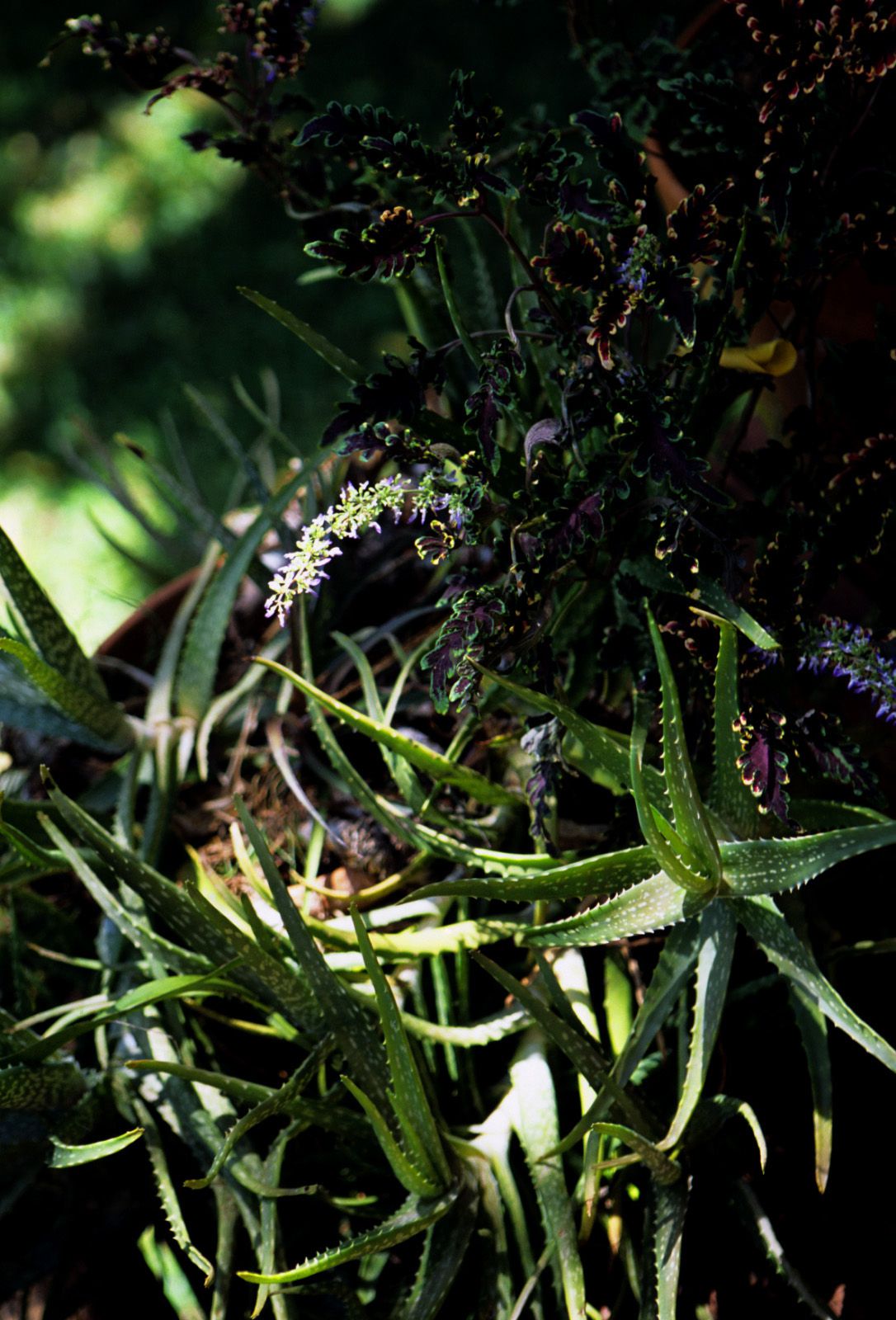 SF-No.363 Reon Kadena 久紗野水萌/嘉那蕾音-图100