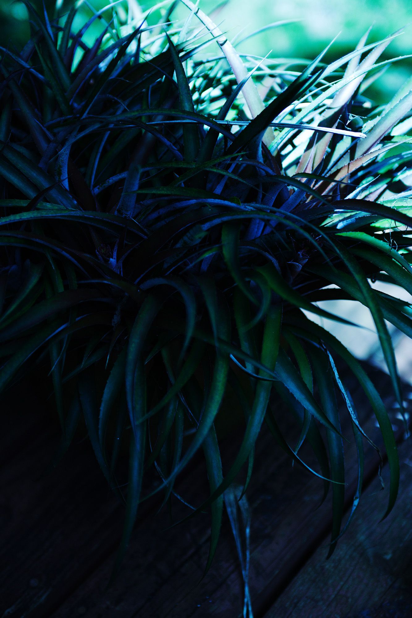 SF-No.363 Reon Kadena 久紗野水萌/嘉那蕾音-图28