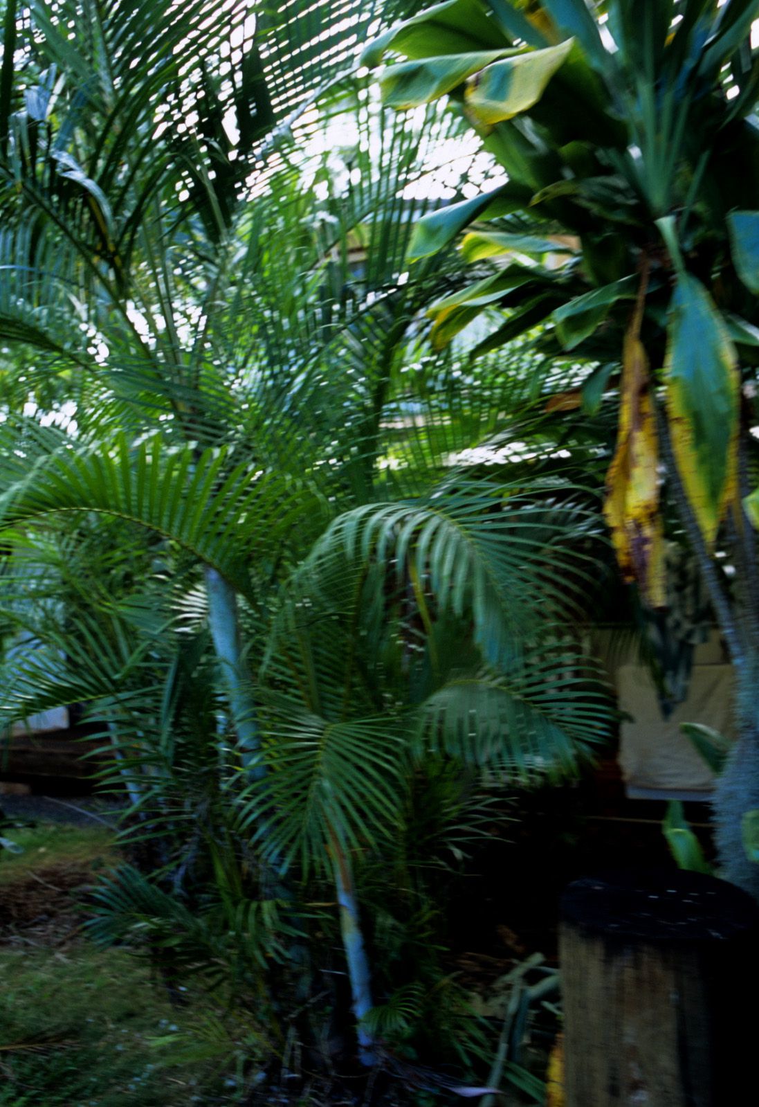 SF-No.363 Reon Kadena 久紗野水萌/嘉那蕾音-图52