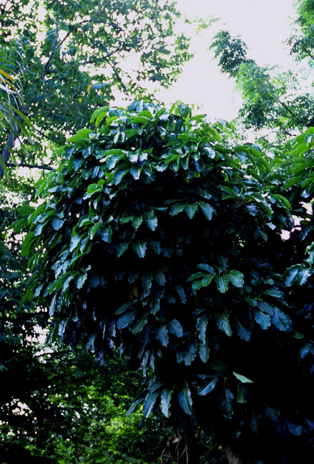 SF-No.363 Reon Kadena 久紗野水萌/嘉那蕾音-图74