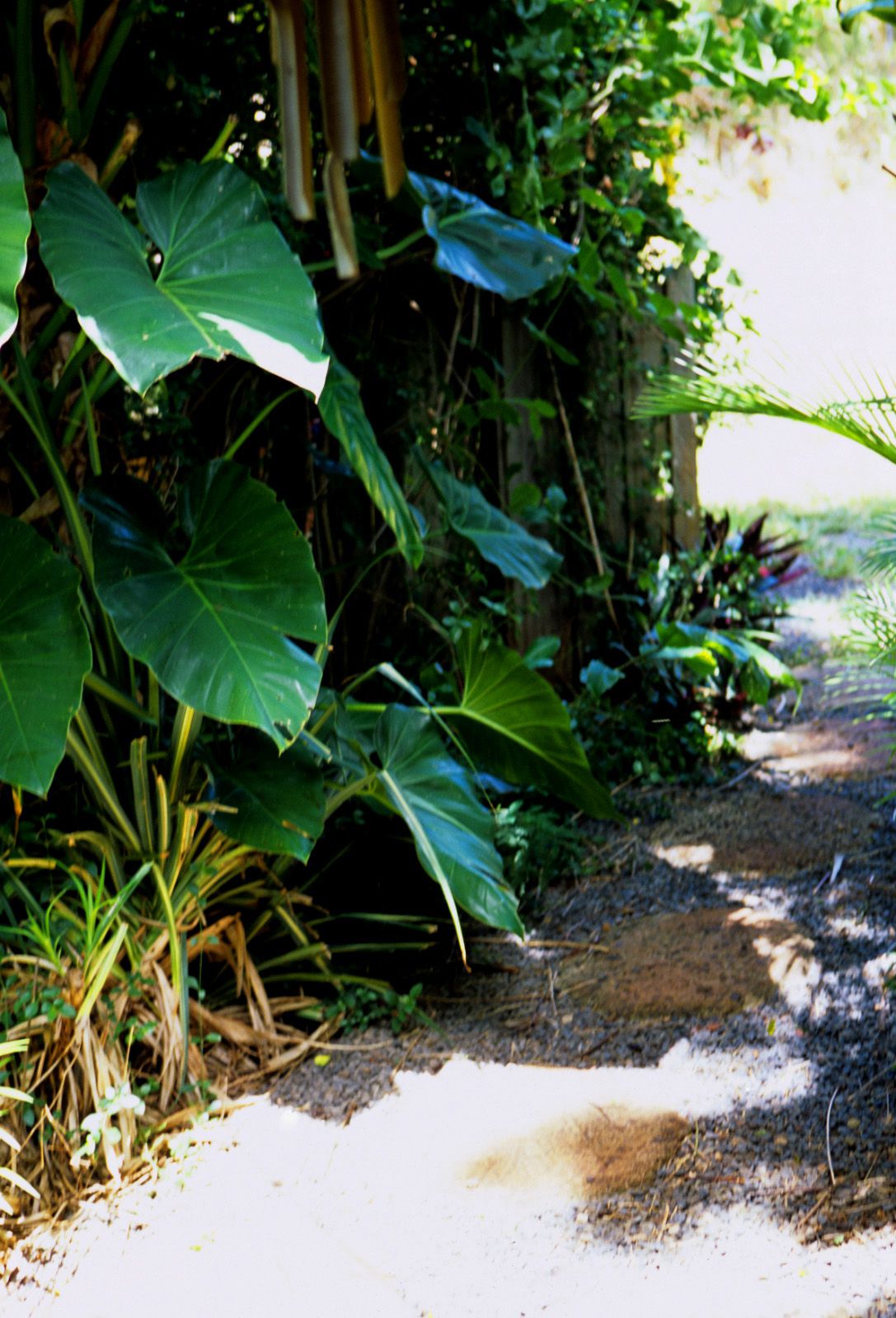 SF-No.364 Reon Kadena 久紗野水萌/かでなれおん-图67