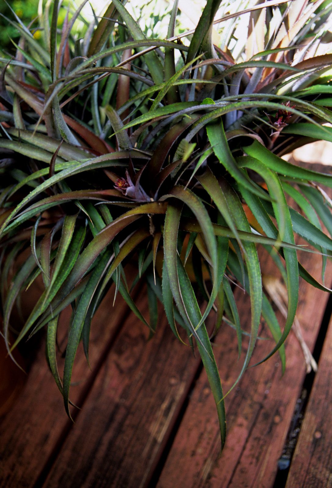 SF-No.364 Reon Kadena 久紗野水萌/かでなれおん-图76