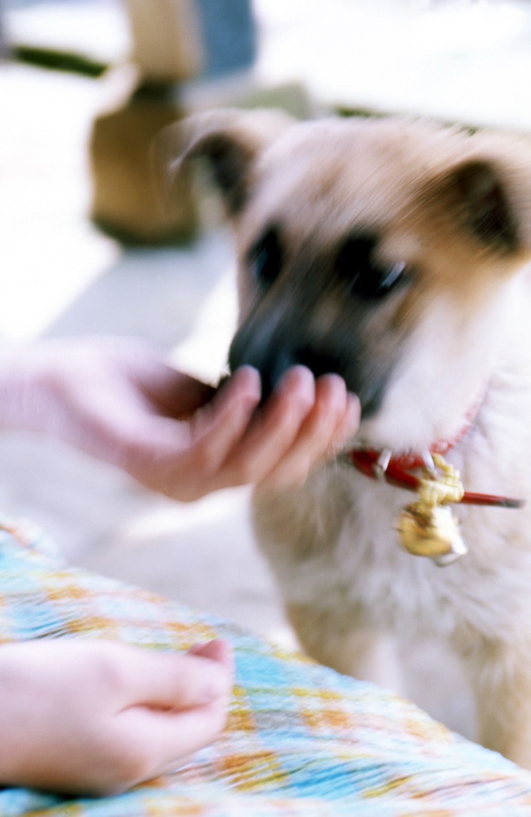 SF-No.375 前田愛&前田亜希 -UNDERAGE!-图28