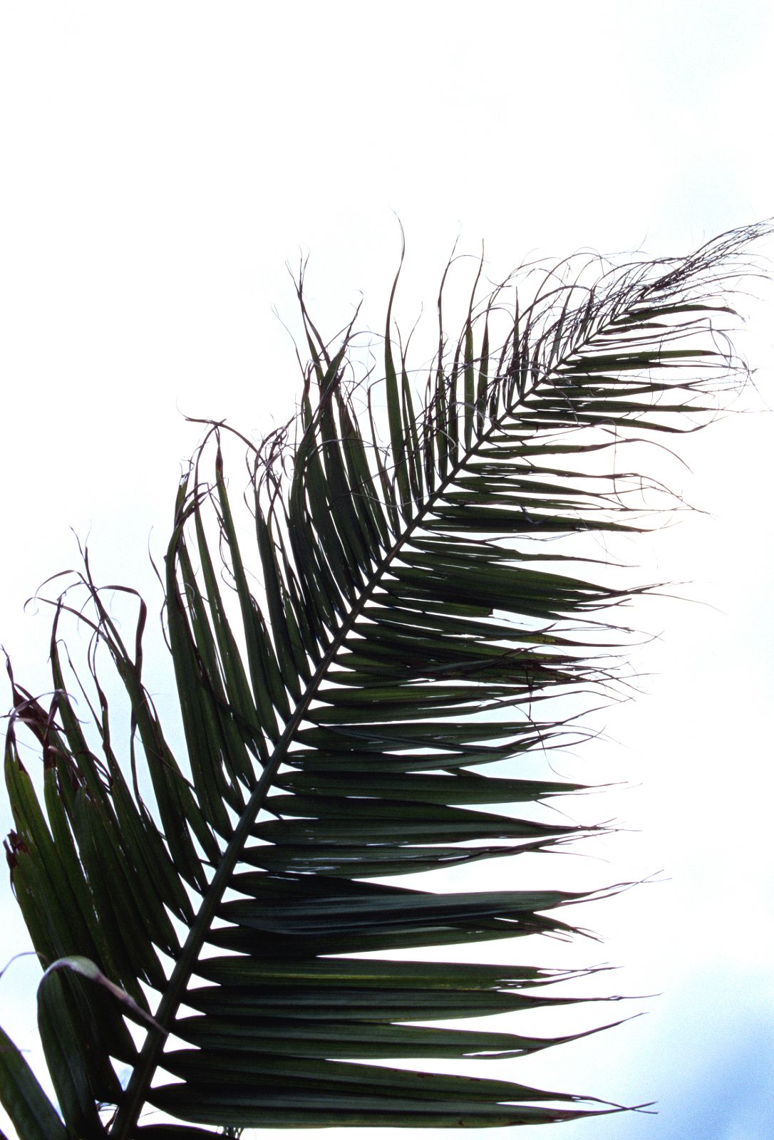 SF-No.390 Azusa Yamamoto 山本梓-图101