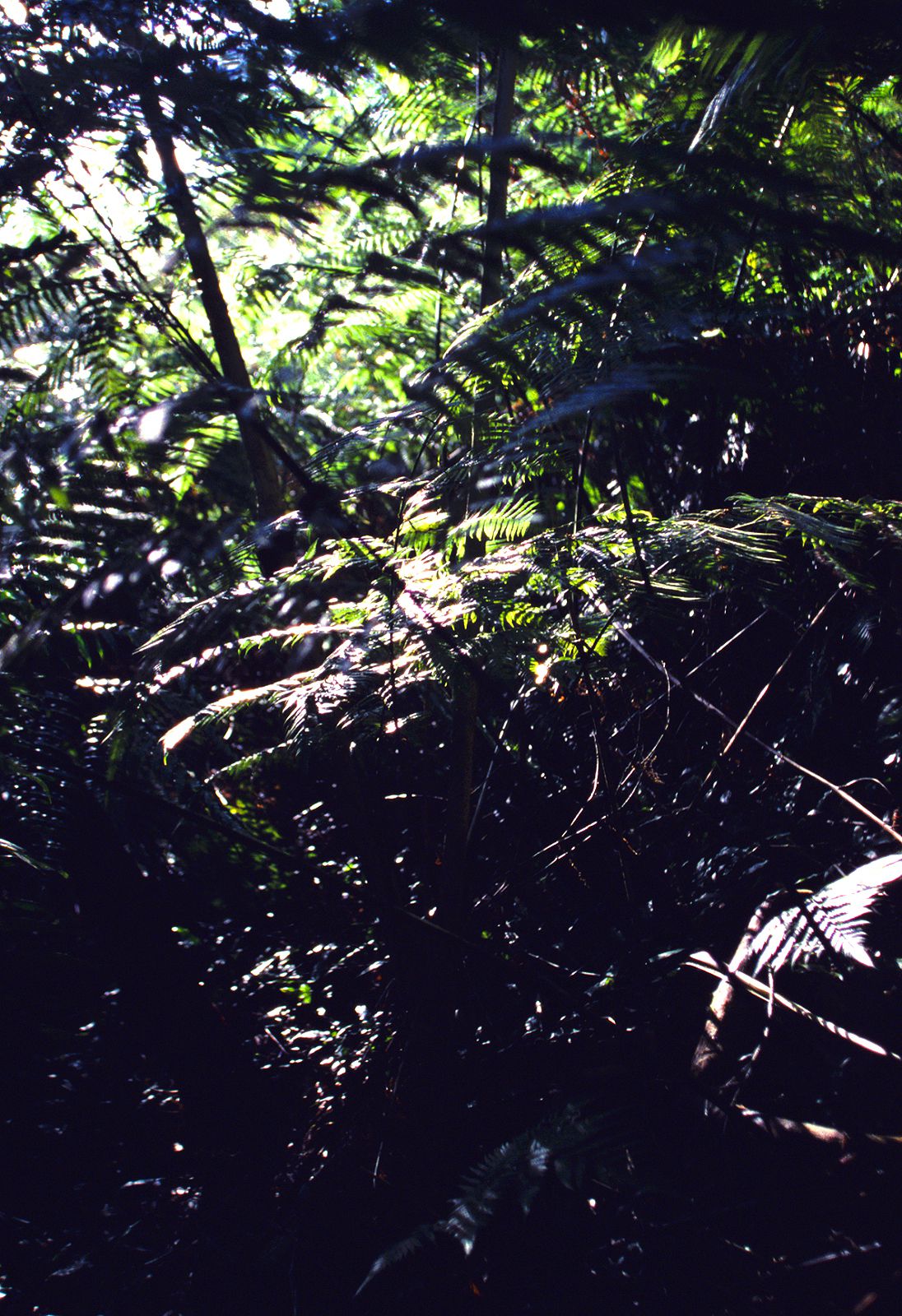 SF-No.391 山本梓 Azusa Yamamoto-图38