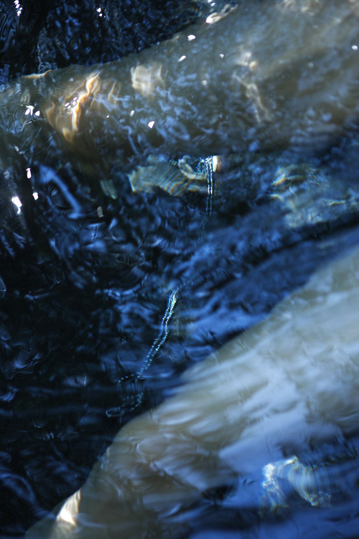 SF-No.396 Karin 果梨-图53