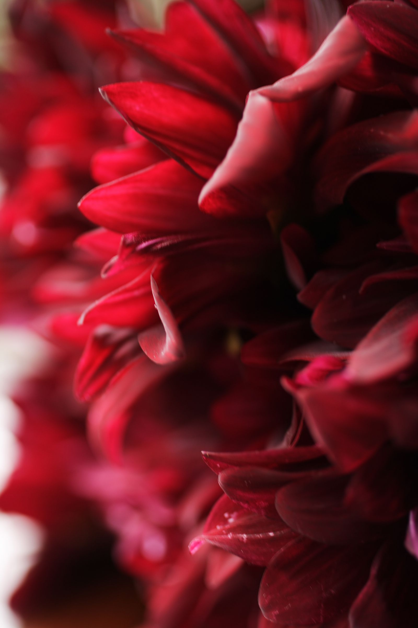 SF-No.399 Nene 寧寧-图30