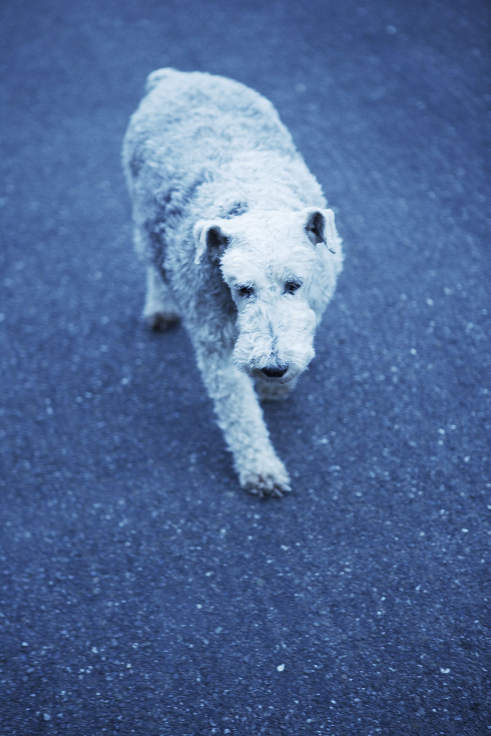 SF-No.411 小松千春 Chiharu Komatsu-图20