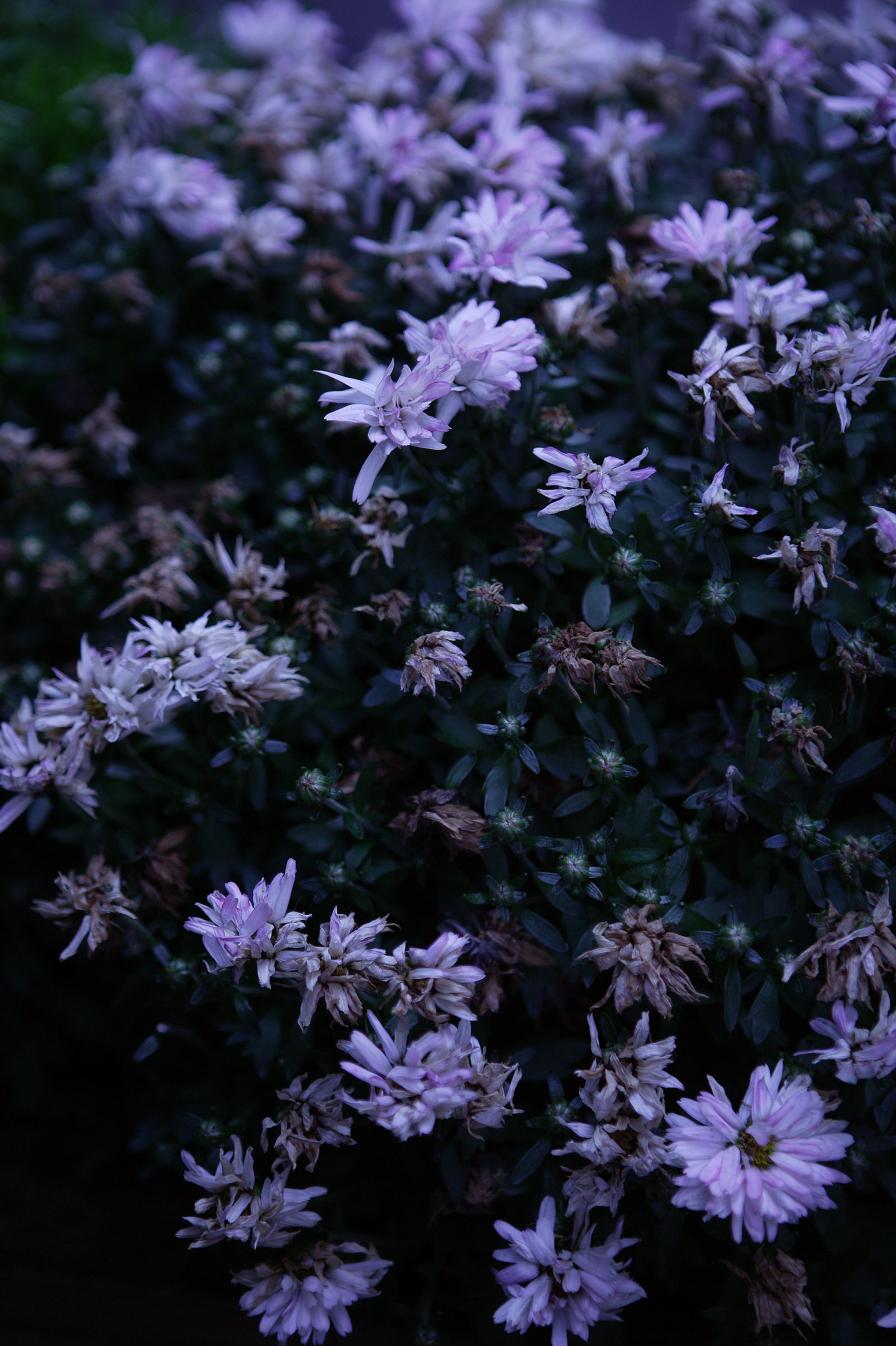 SF-No.418 Sachiko Suzuki 铃木早智子-图22