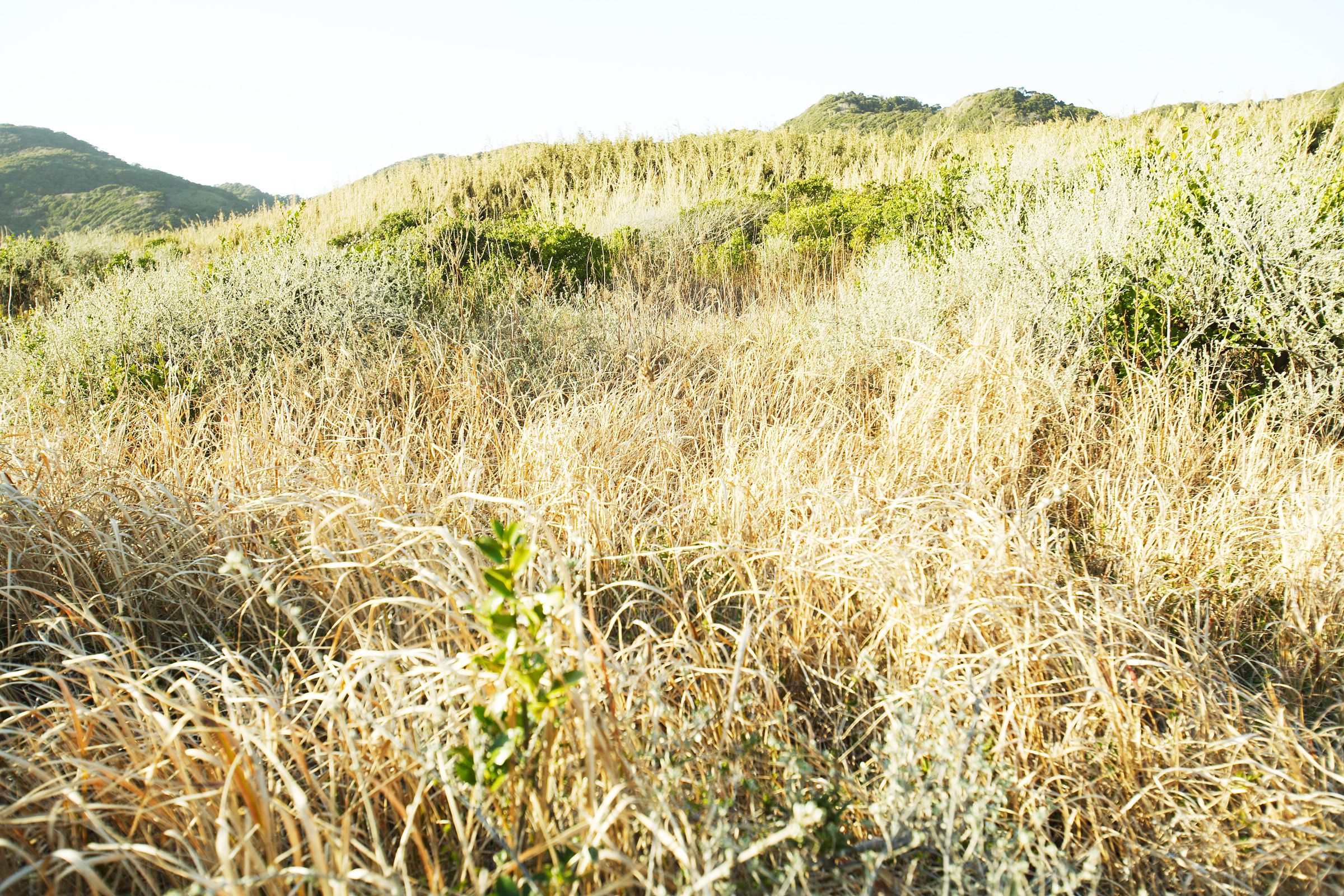 SF-No.428 琴早妃 Saki Koto-图15