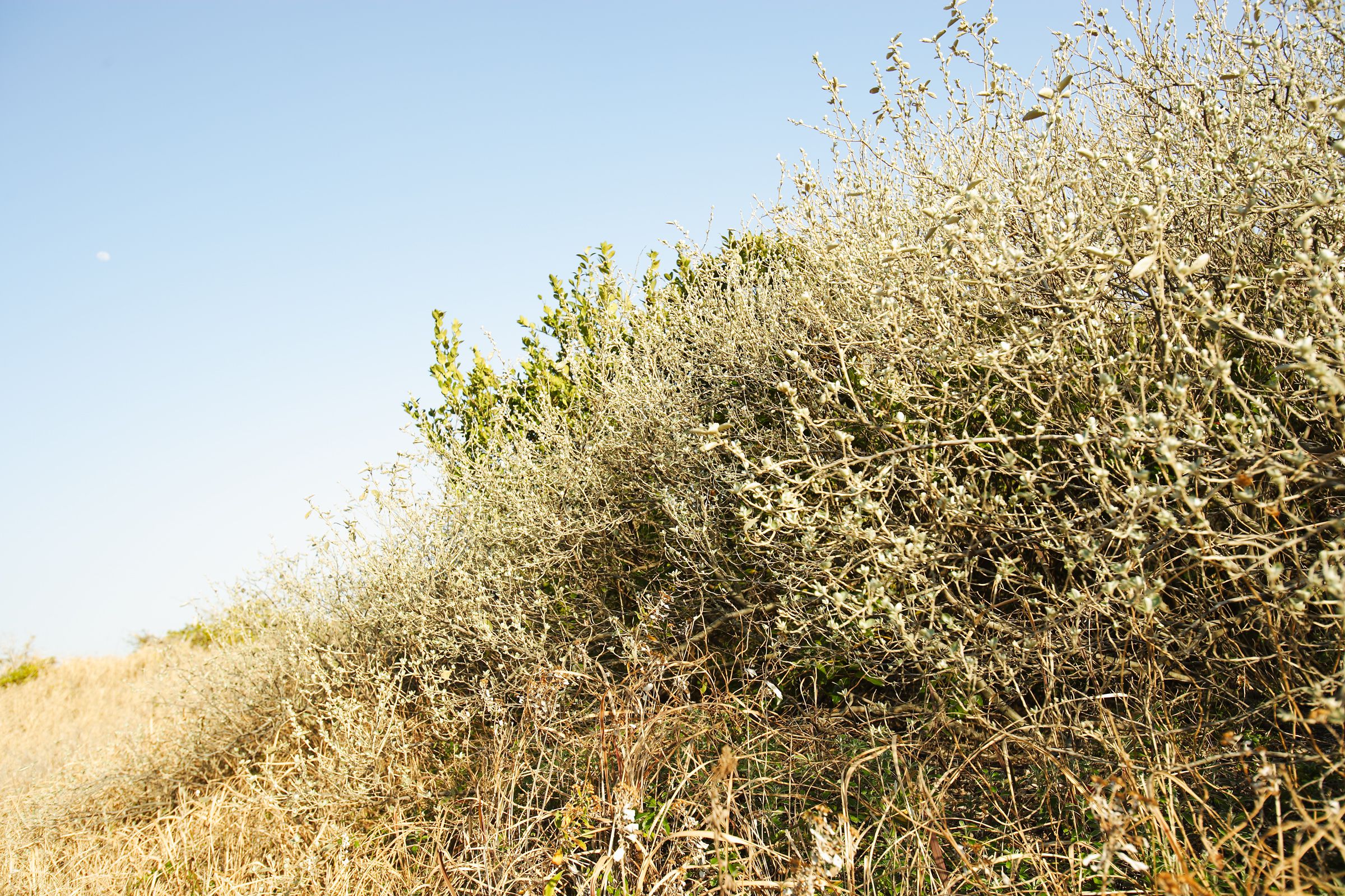 SF-No.428 琴早妃 Saki Koto-图37