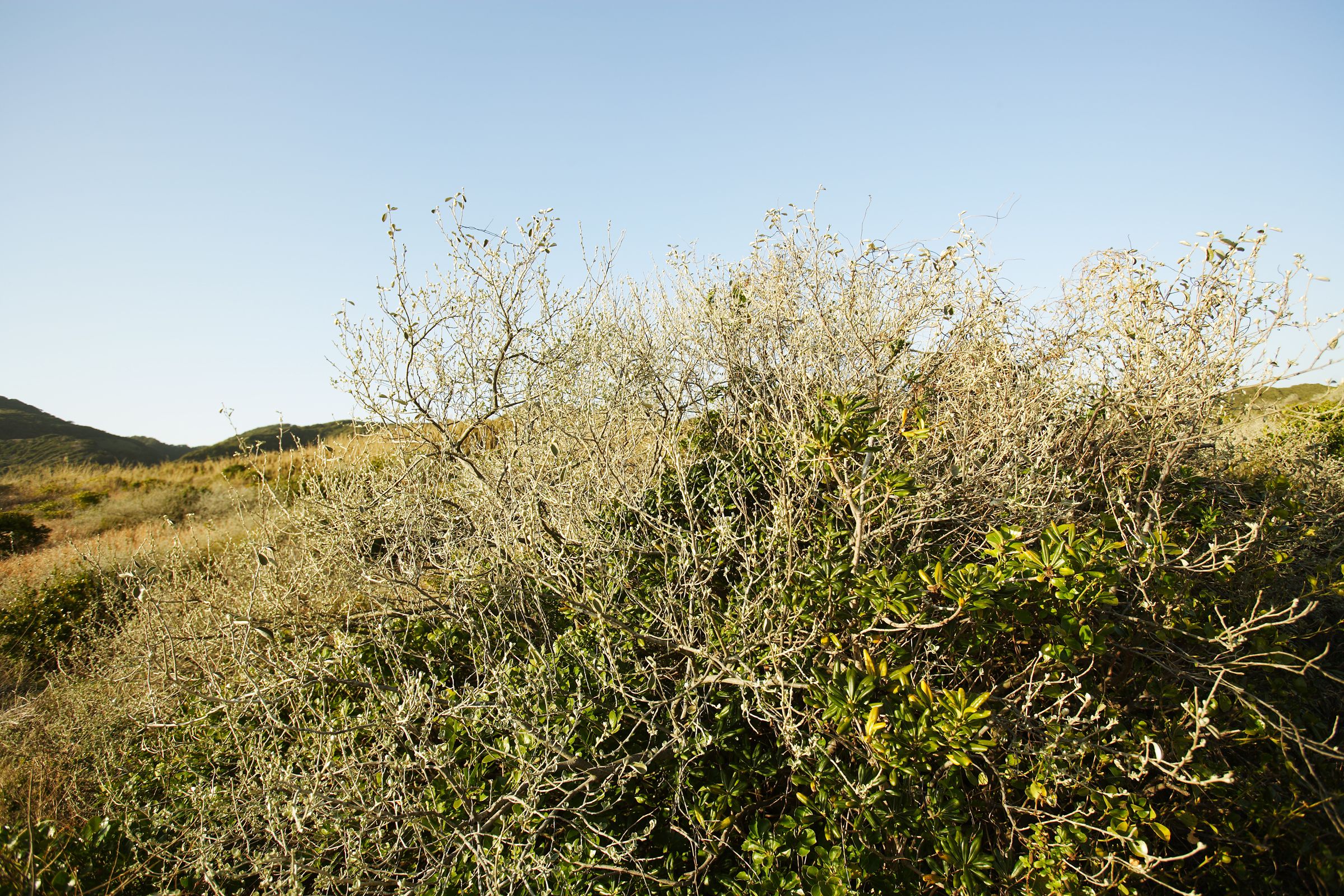 SF-No.428 琴早妃 Saki Koto-图38