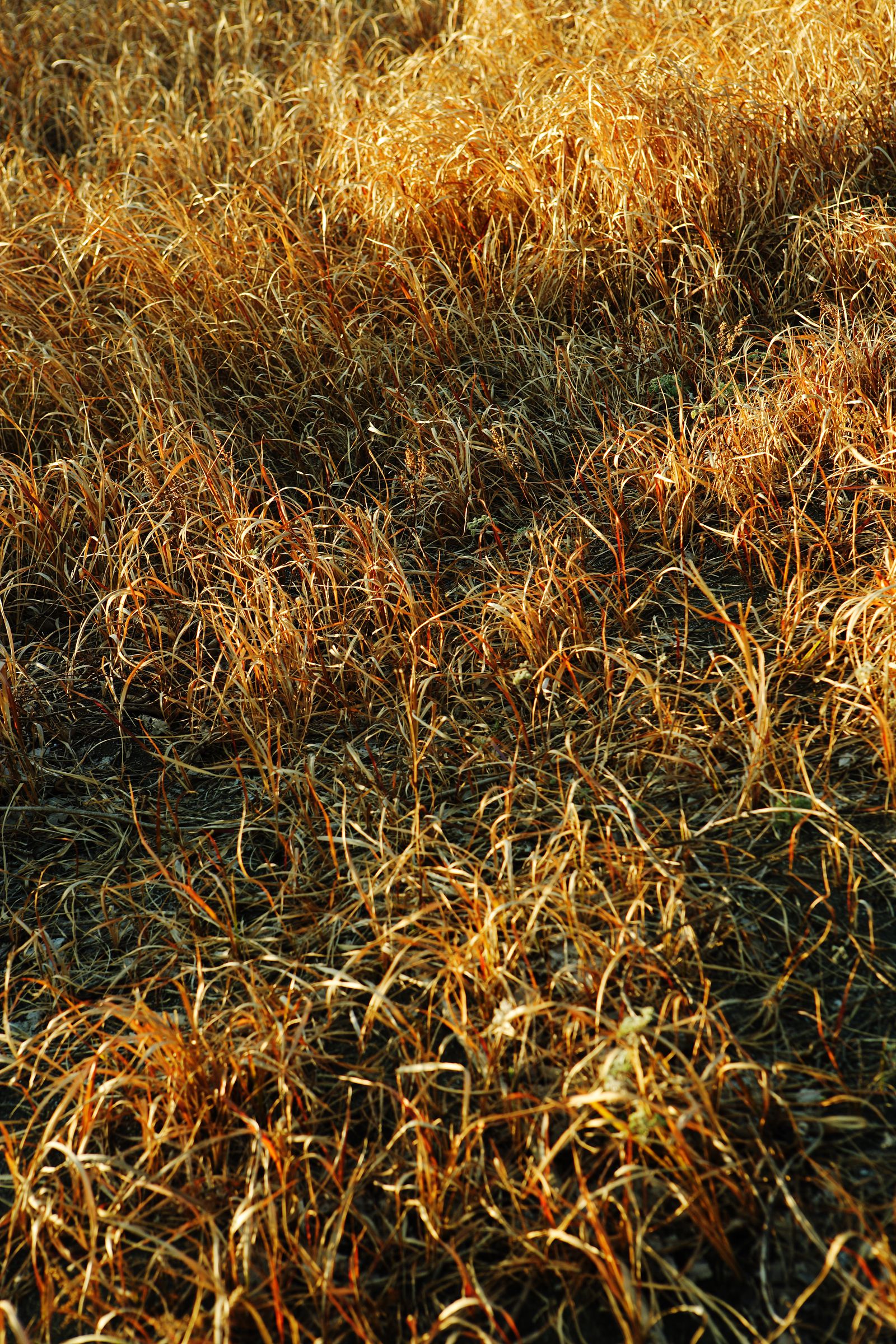 SF-No.428 琴早妃 Saki Koto-图40