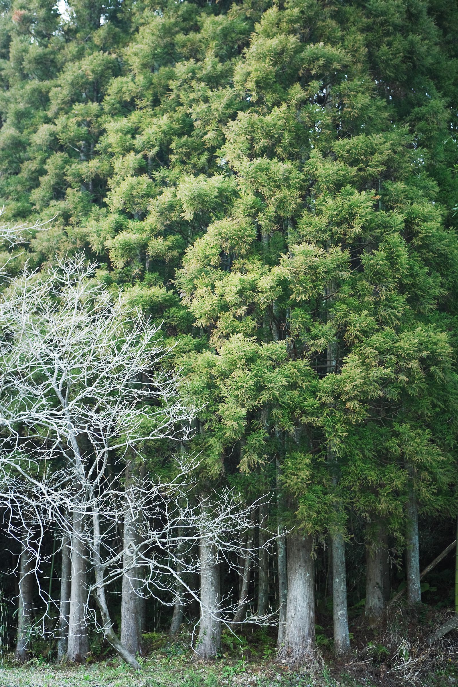 SF-No.429 Yui Hamana 浜名優衣-图17