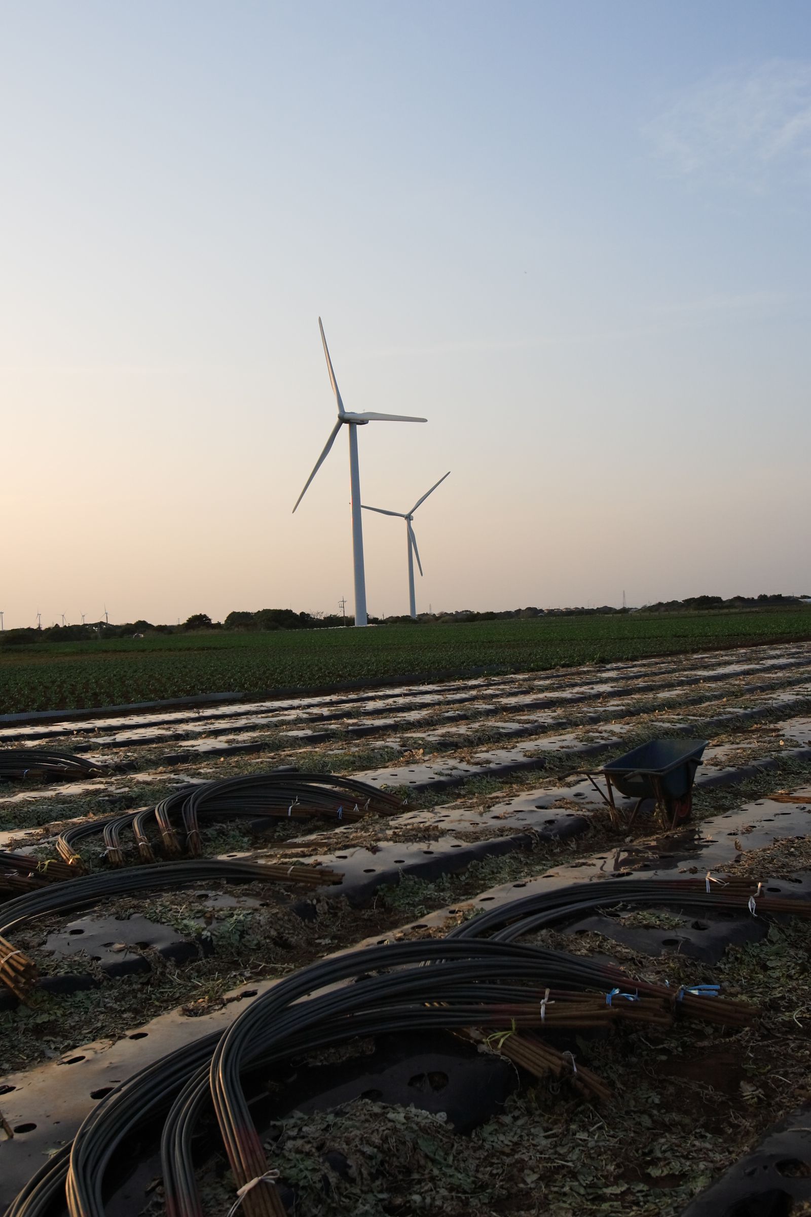 SF-No.438 Miho Sugiura 杉浦美帆-图0