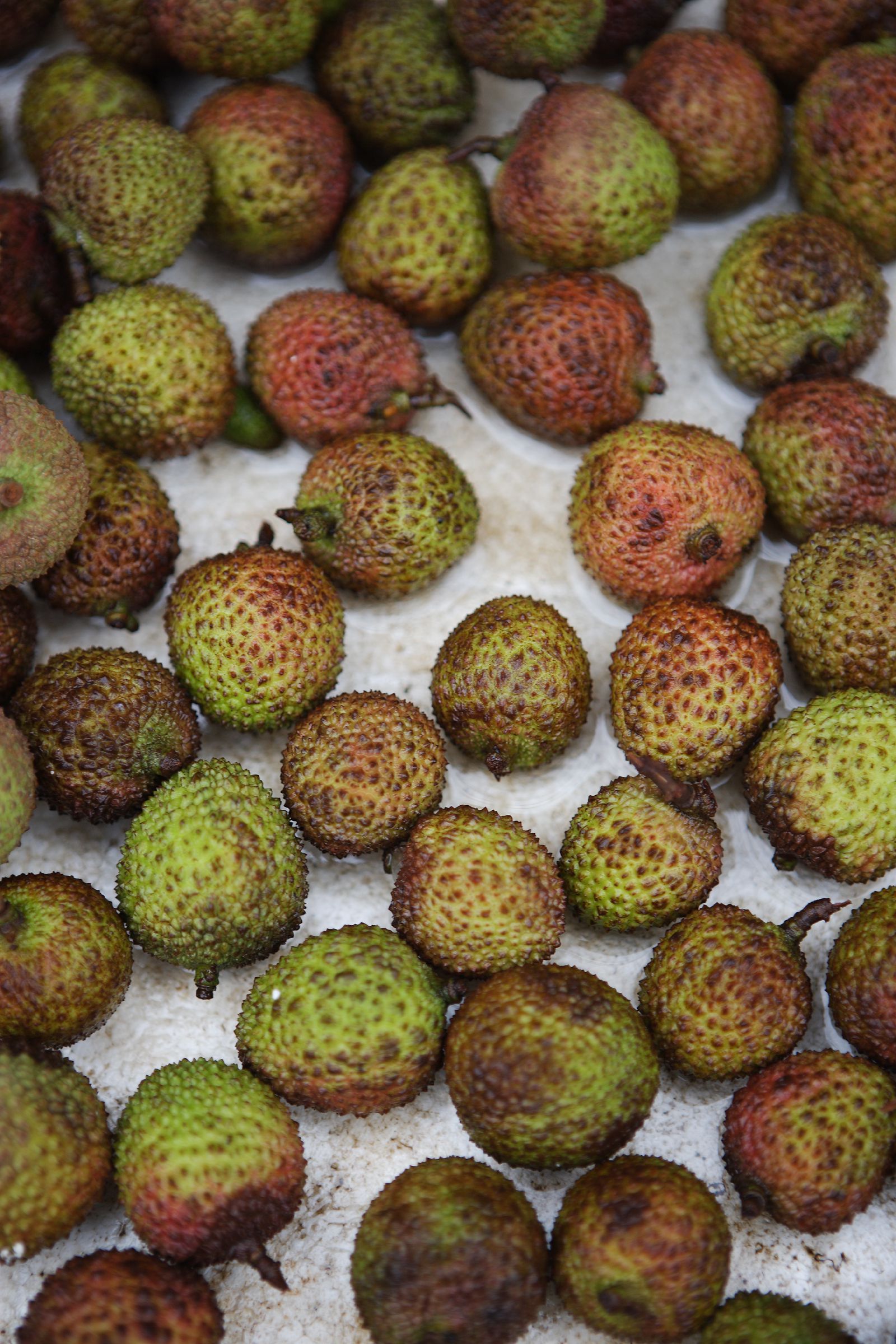 SF-No.441 Nonami Takizawa 滝沢乃南/泷泽乃南-图19