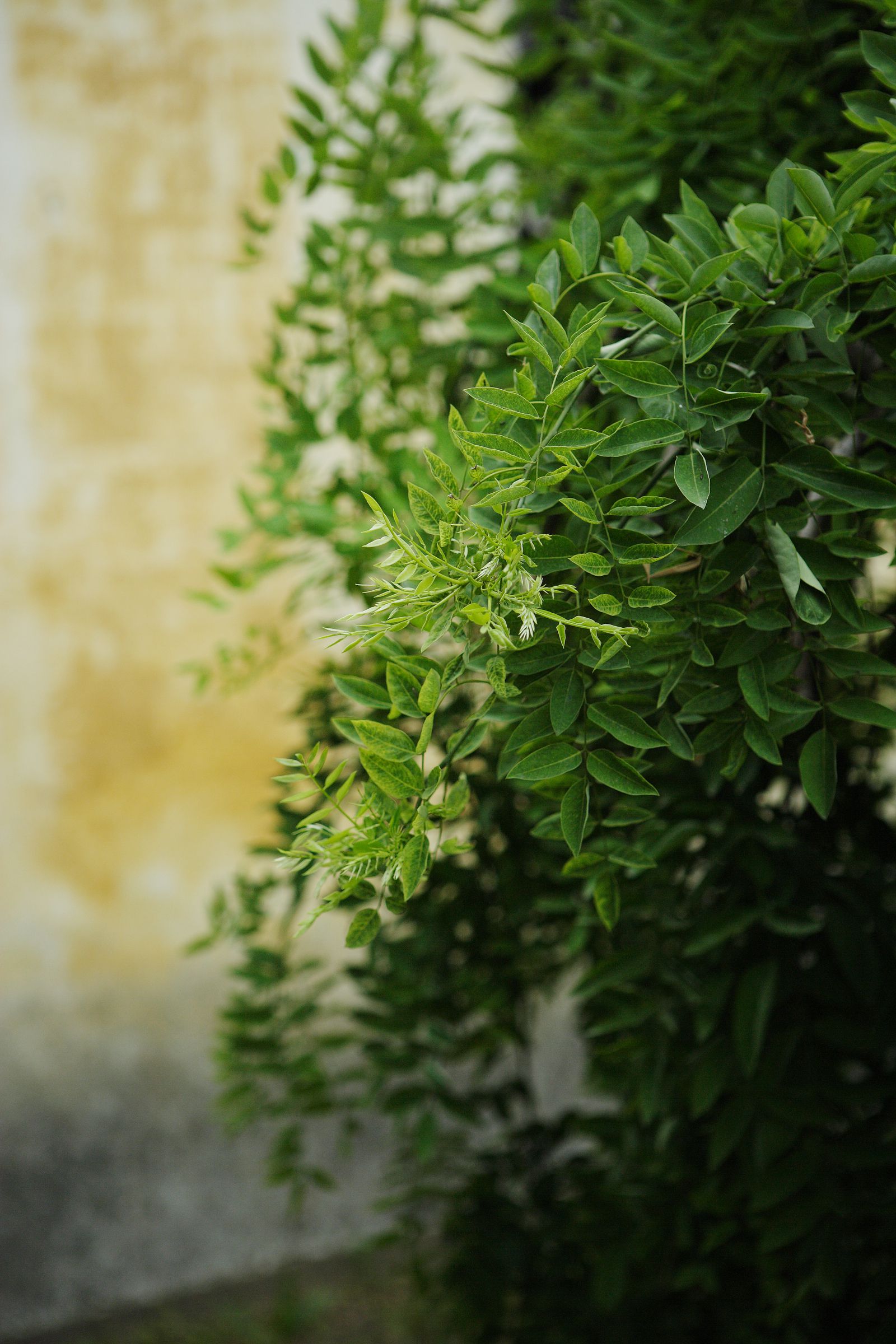 SF-No.442 Yuriko Shiratori 白鸟百合子/白鳥百合子-图17