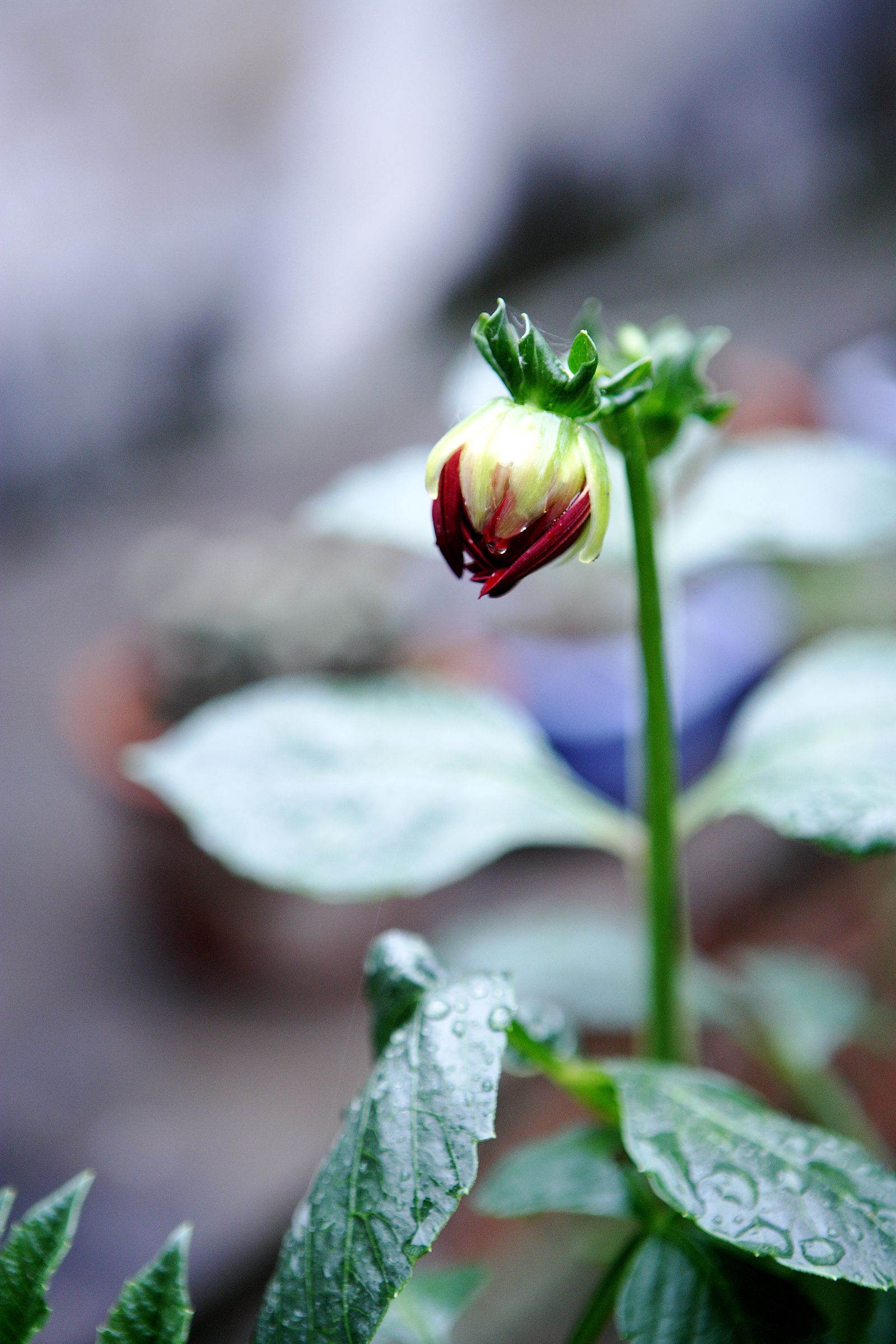 SF-No.442 Yuriko Shiratori 白鸟百合子/白鳥百合子-图22