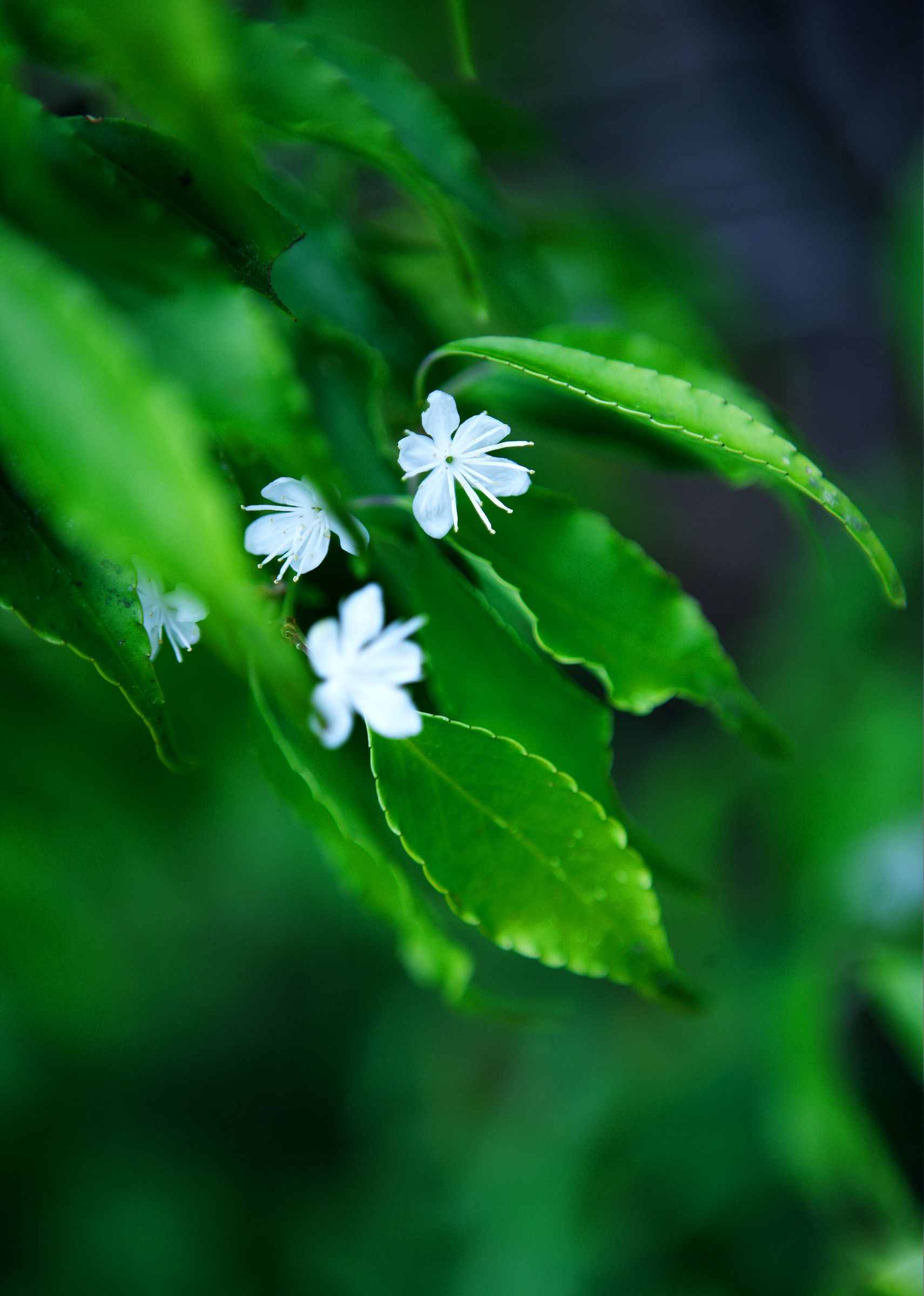 SF-No.444 Kasumi Nakane 仲根霞/仲根かすみ-图35