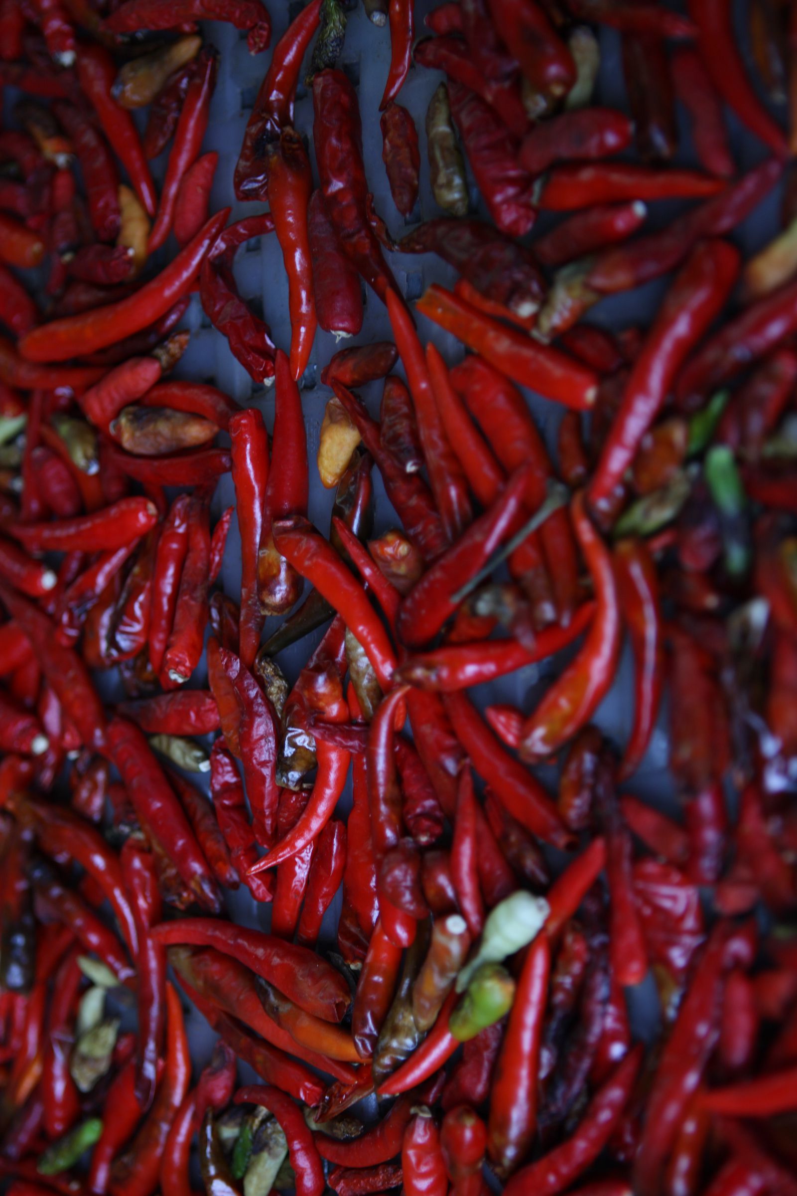 SF-No.457 Reiko Takashima 高島礼子-图24