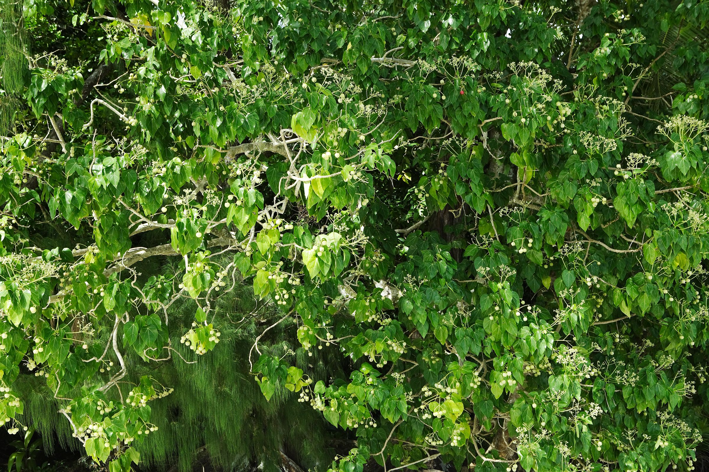 SF-No.458 Saaya Irie 入江紗綾 -UNDERAGE!-图24