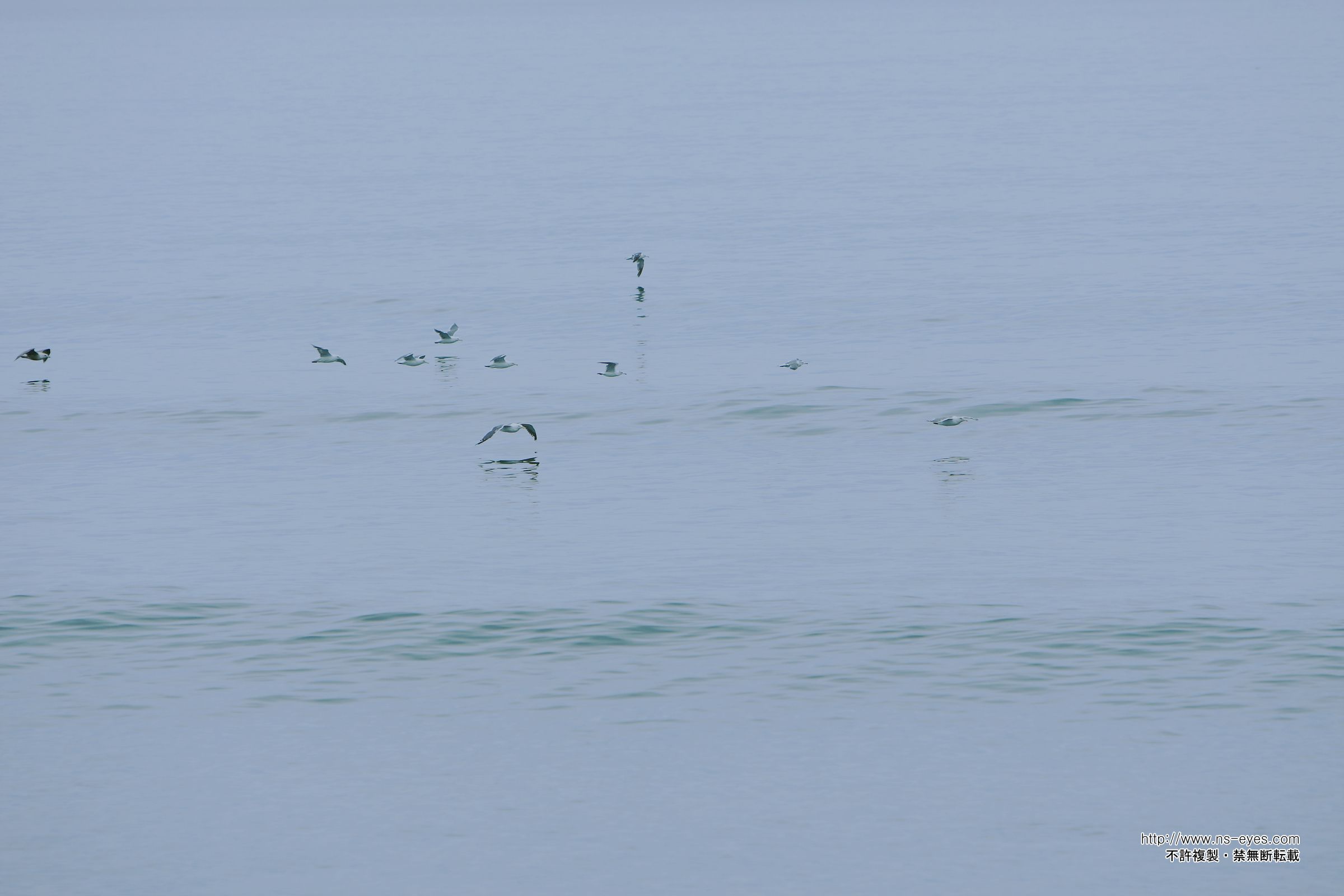 SF-No.461 小泉麻耶 Maya Koizumi-图0