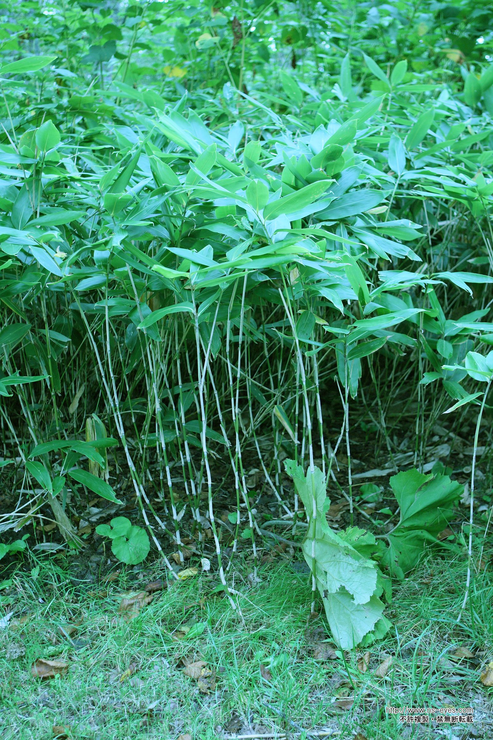 SF-No.461 小泉麻耶 Maya Koizumi-图4