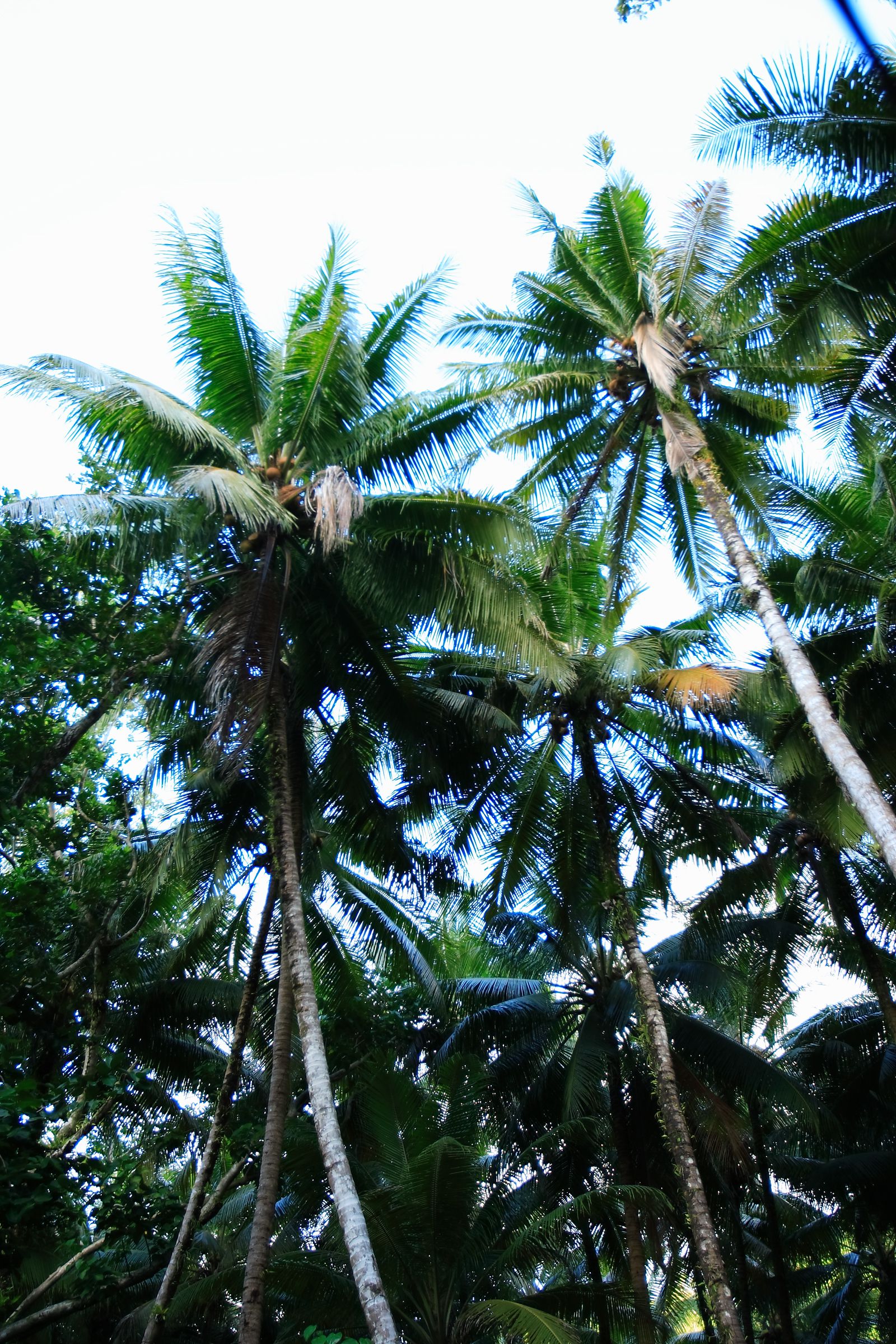 SF-No.471 Nao Nagasawa 長澤奈央/长泽奈央-图23