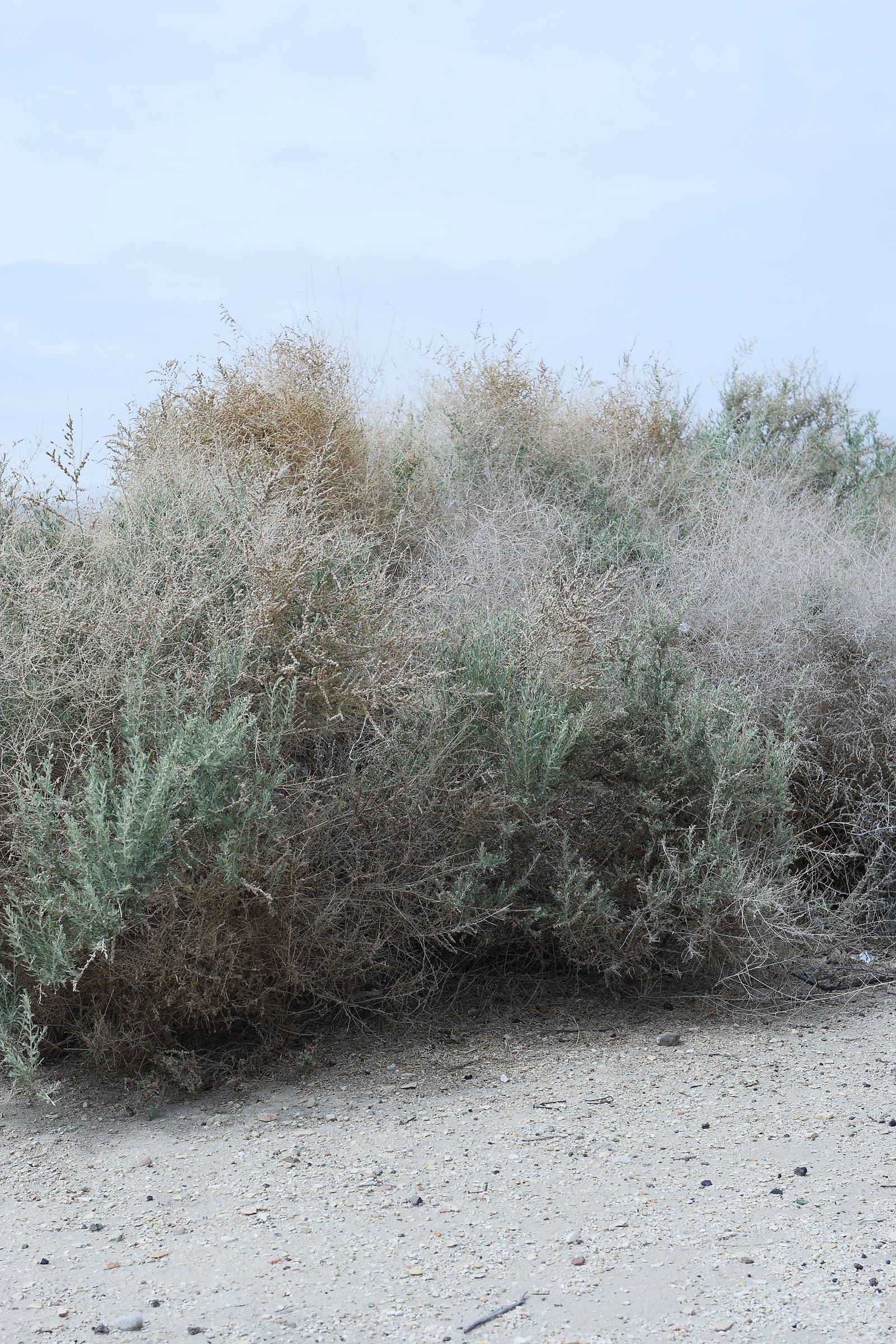 SF-No.487 Aki Hoshino ほしのあき/星野亚纪-图14