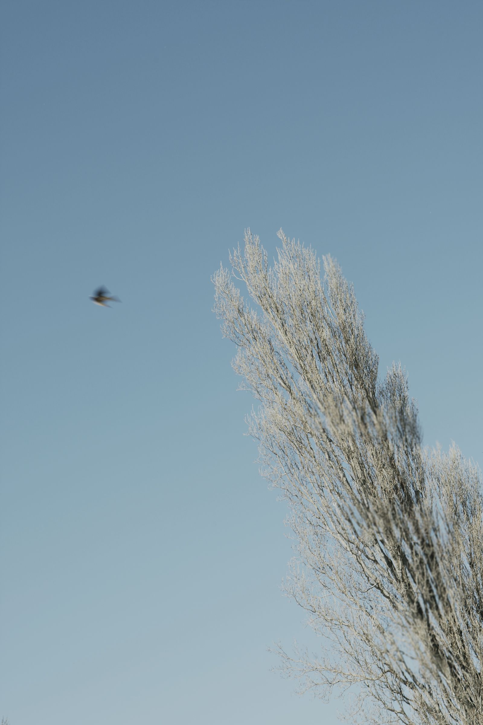 SF-No.487 Aki Hoshino ほしのあき/星野亚纪-图30