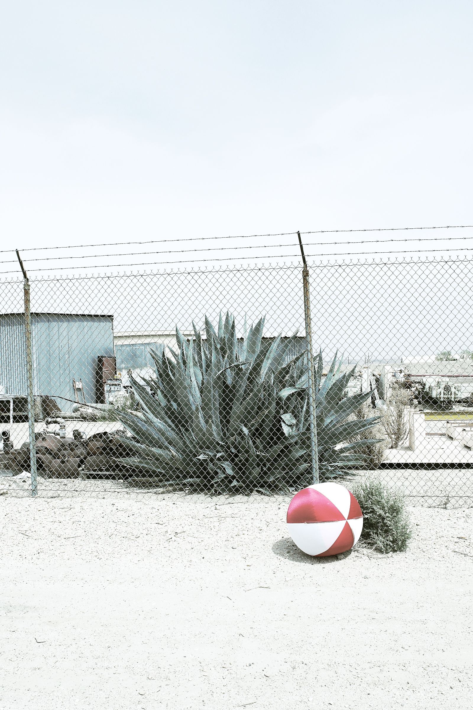 SF-No.487 Aki Hoshino ほしのあき/星野亚纪-图8