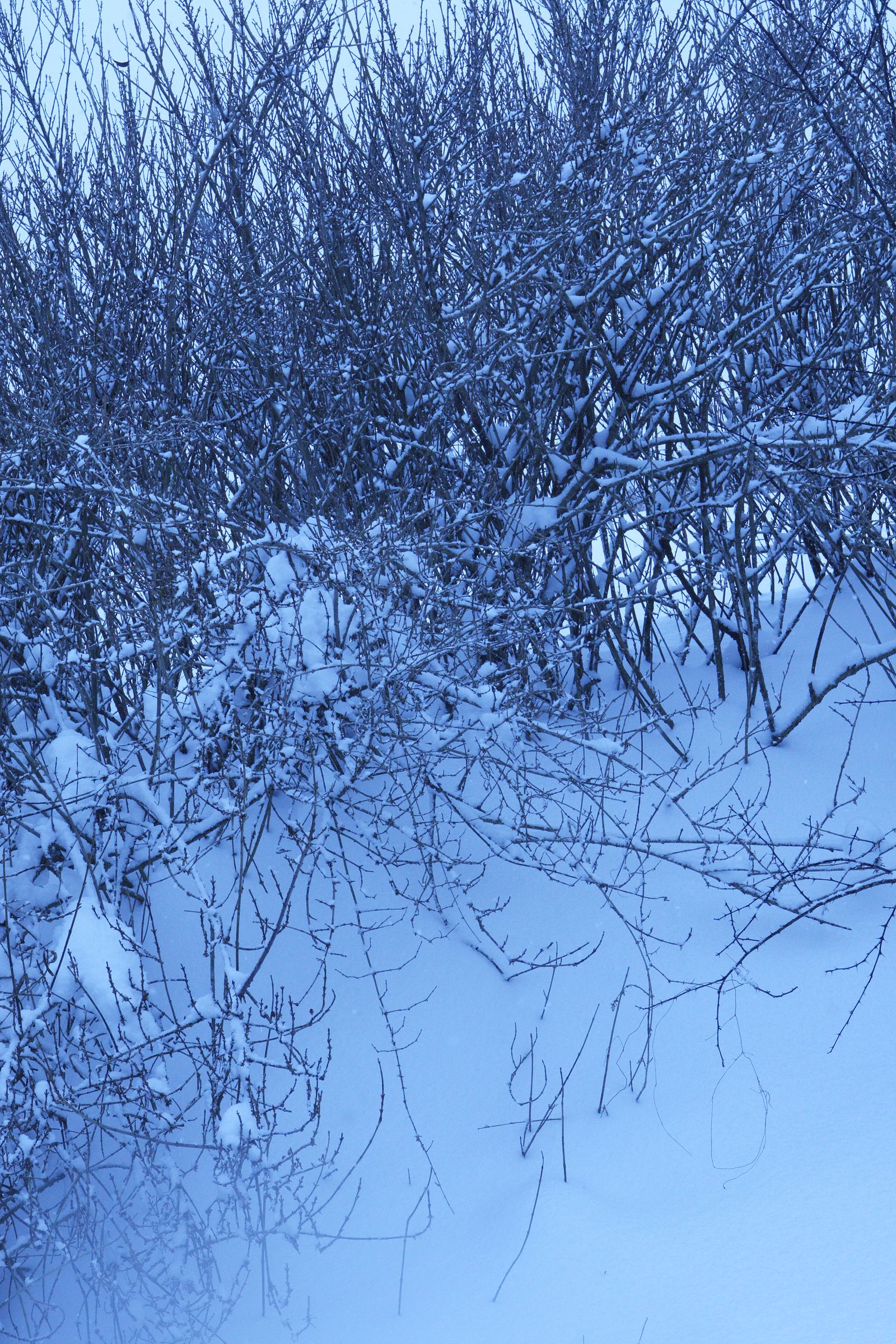 SF-No.490 Natsumi Yoshioka 吉岡奈都美-图0