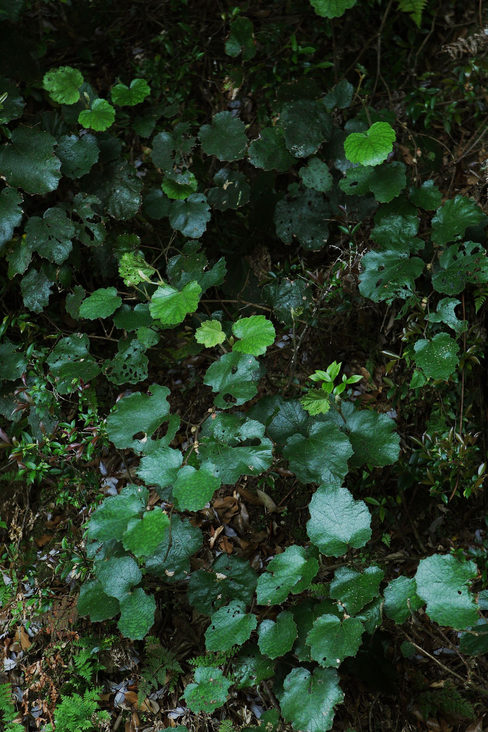 SF-No.492 Minase Yashiro 八代みなせ/八代水濑-图29