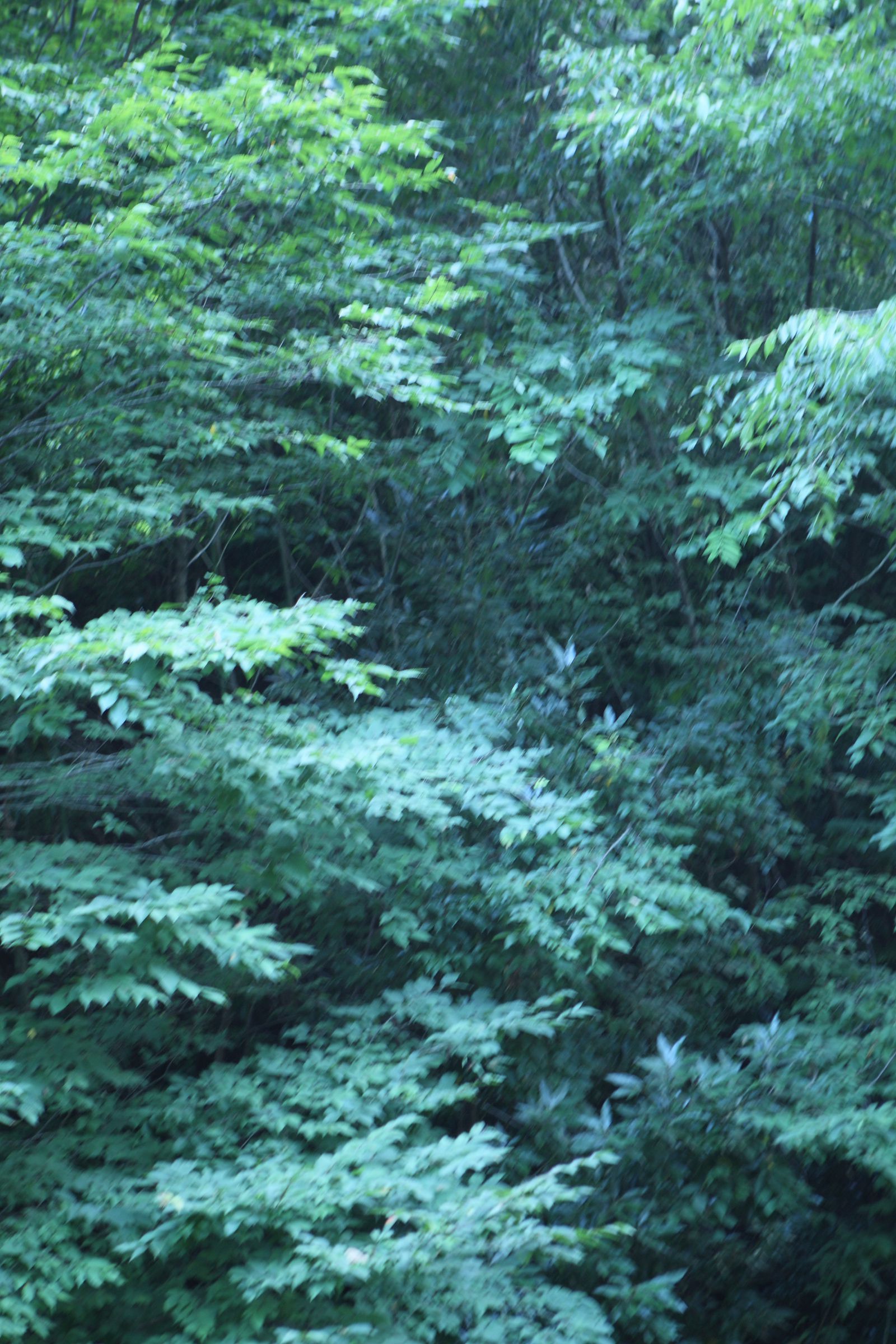 SF-No.507 Emika Sagesaka 提坂笑加-图1