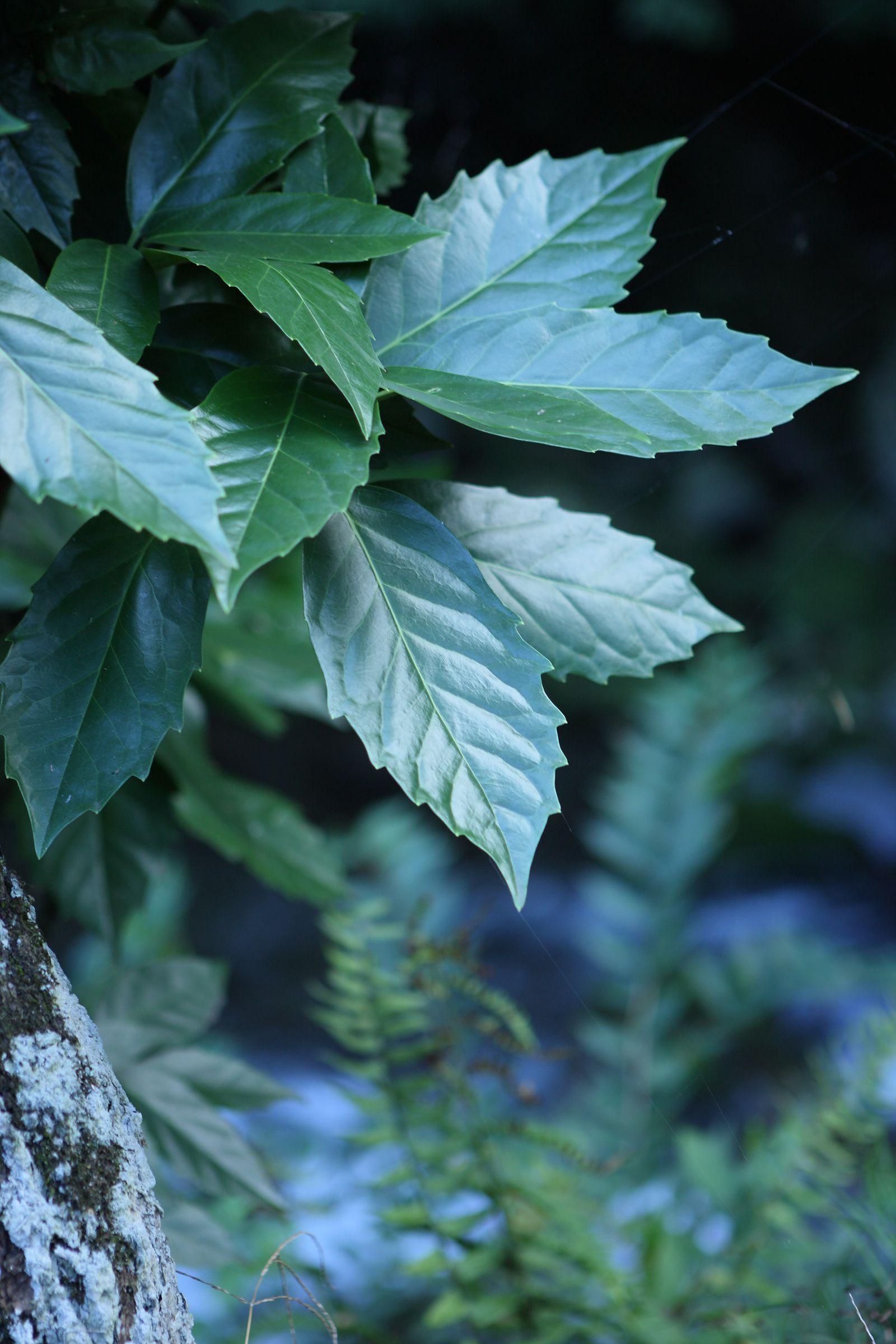 SF-No.507 Emika Sagesaka 提坂笑加-图5