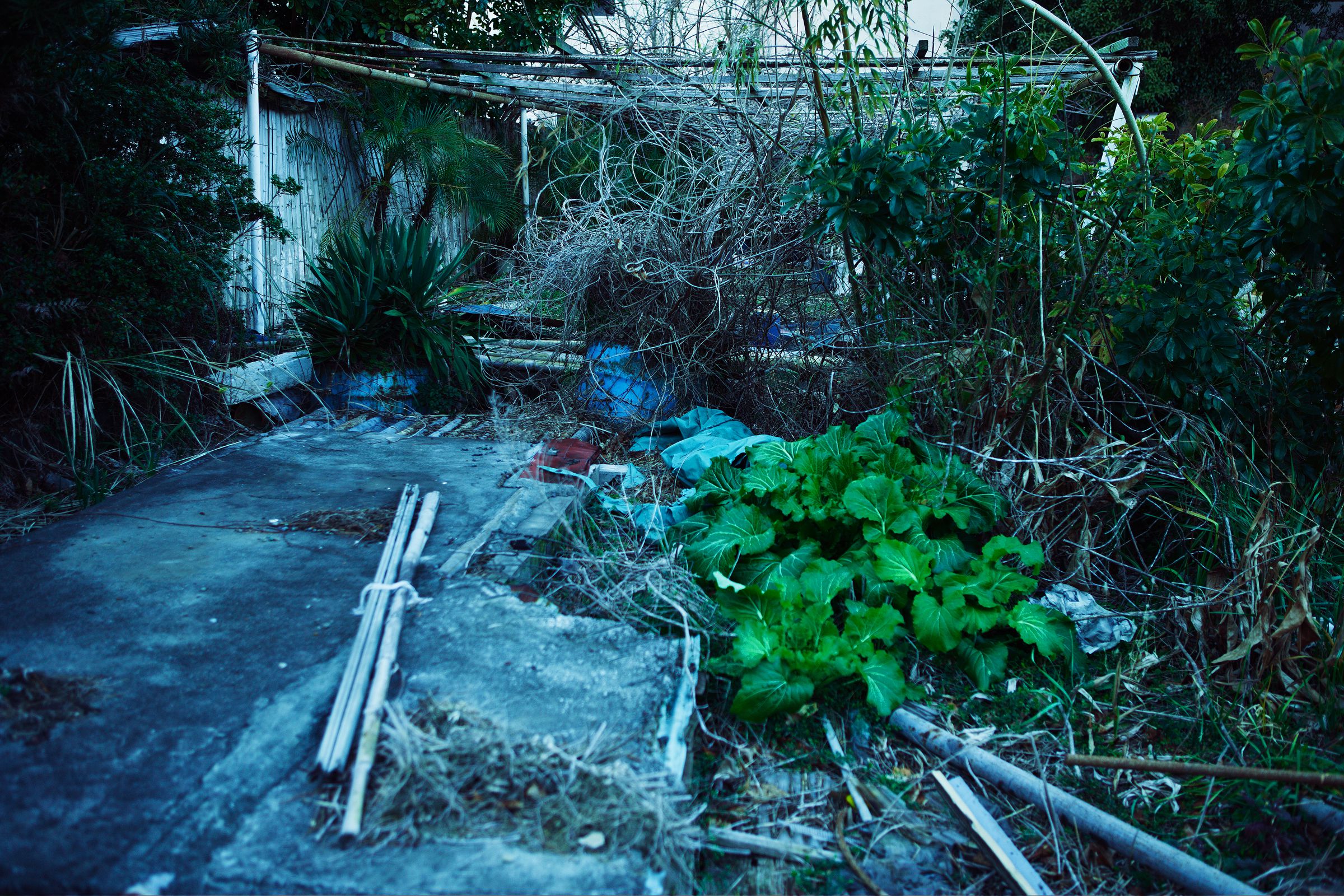 SF-No.509 Yoko Matsugane 松金ようこ-图6