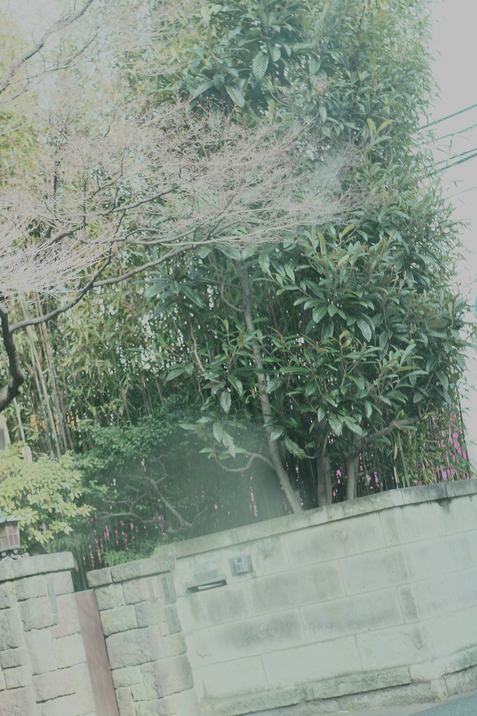 SF-No.514 Maya Koizumi 小泉麻耶-图31