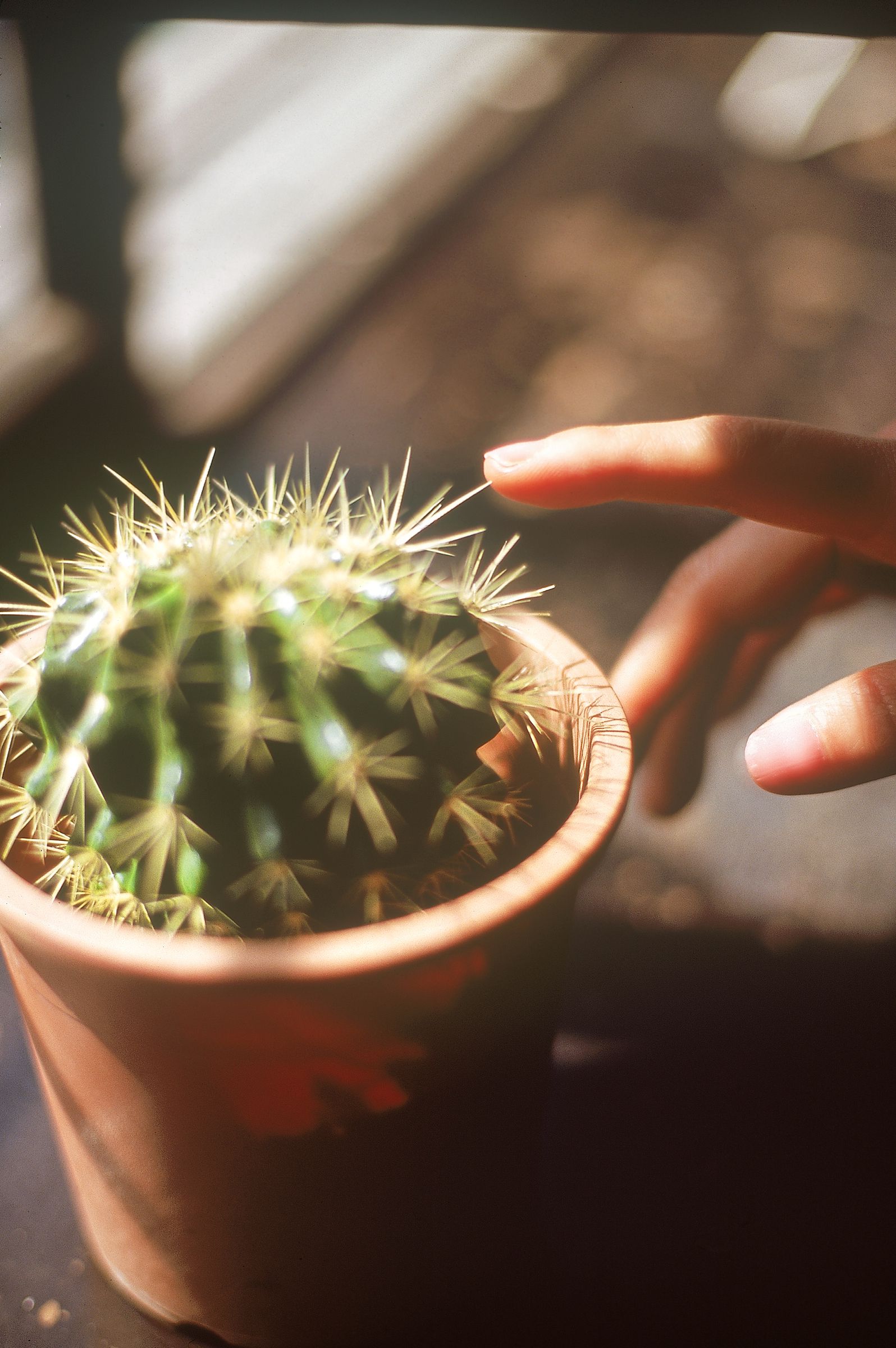 SF-No.522 Yoko Watanabe 渡辺洋香/渡边洋香-图10